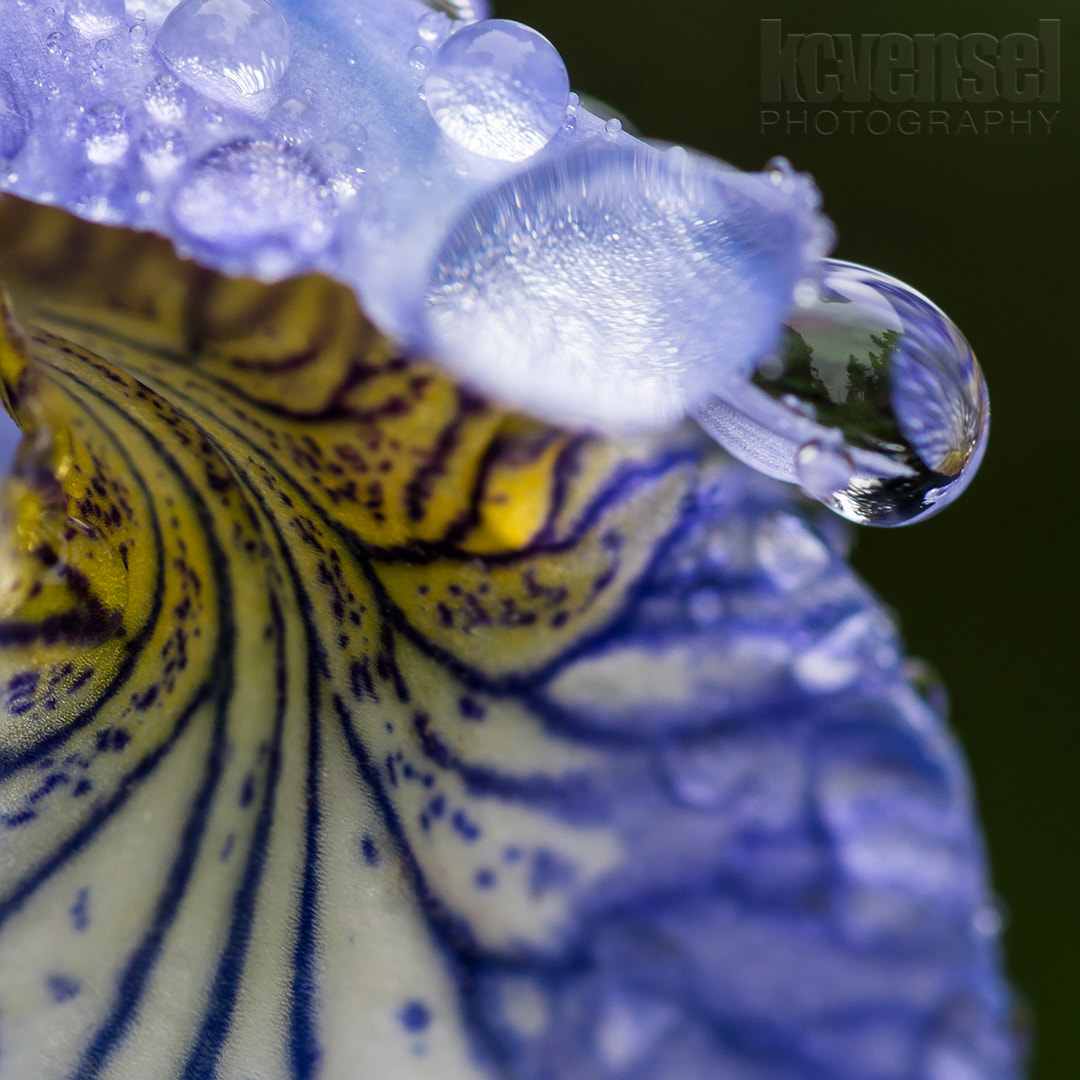 Pentax smc D-FA 100mm F2.8 Macro WR sample photo. Soothing rain photography