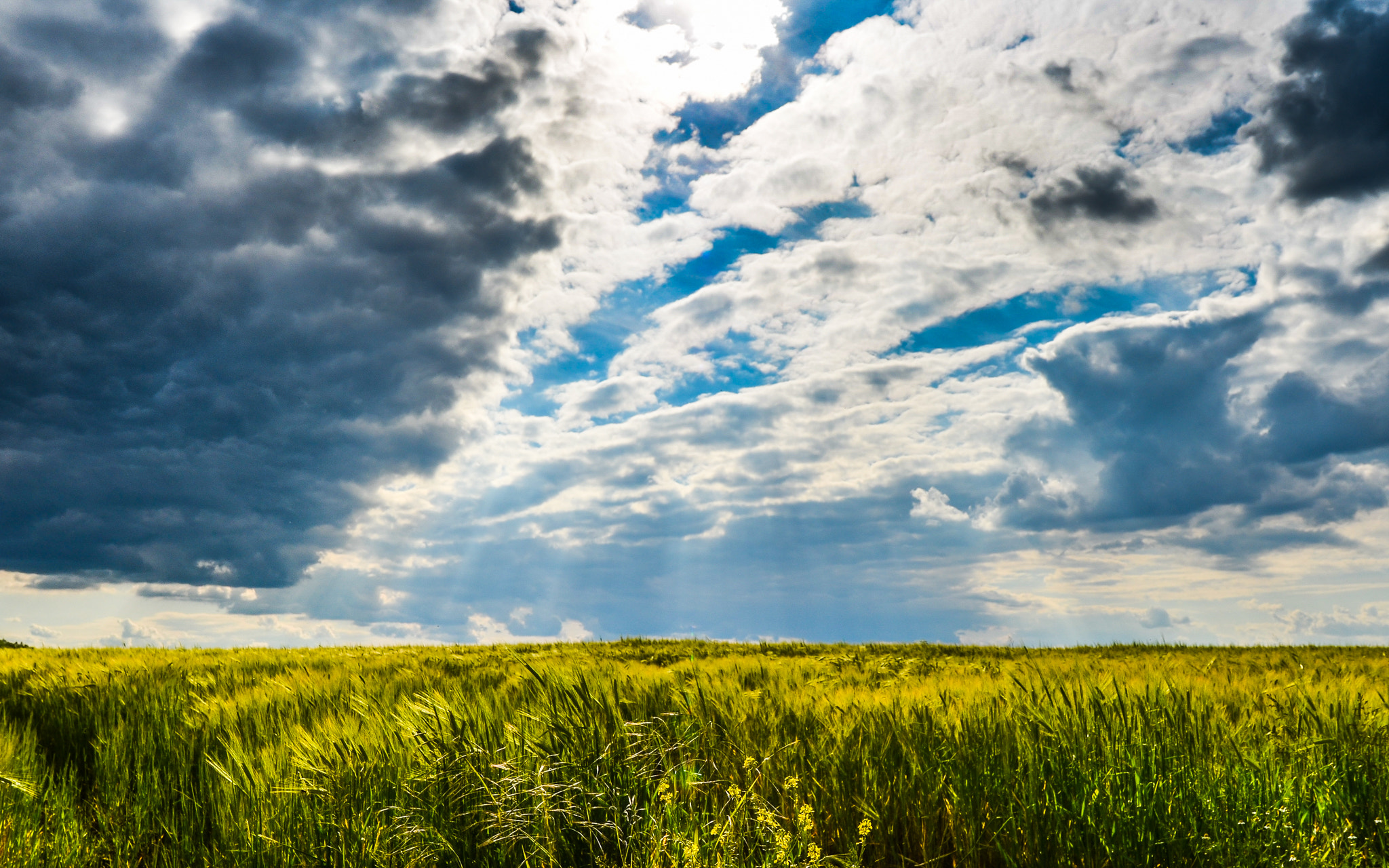 Nikon D5100 + Samyang 16mm F2 ED AS UMC CS sample photo. Barley fields photography