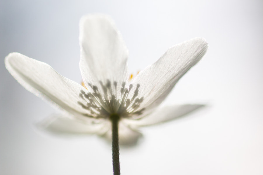 Sigma 70mm F2.8 EX DG Macro sample photo. Wind flower photography