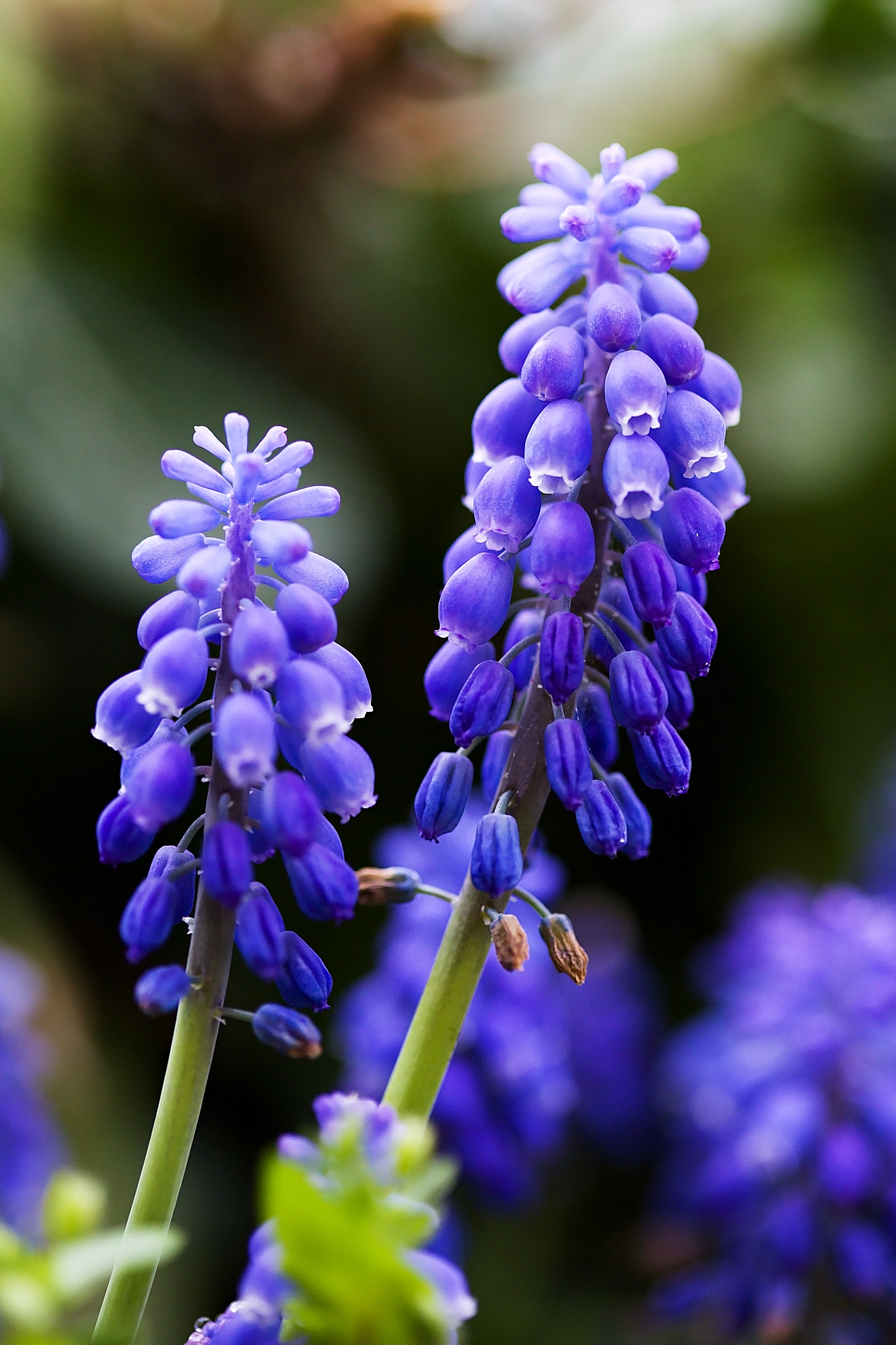 Canon EOS 6D + Canon EF 100mm F2.8 Macro USM sample photo. Lifecycle of the bloom photography