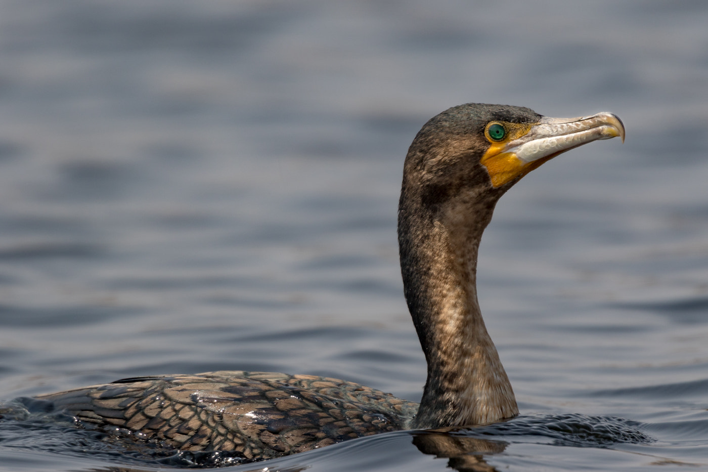 Canon EF 600mm F4L IS USM sample photo. Cormorant photography