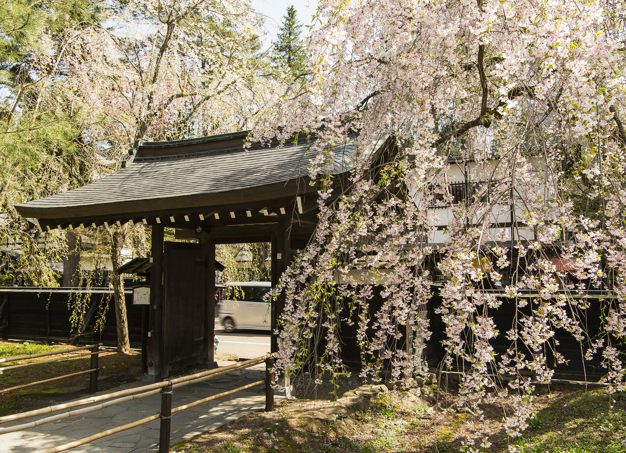 Nikon AF-S Nikkor 24-70mm F2.8E ED VR sample photo. Weeping cherry tree photography