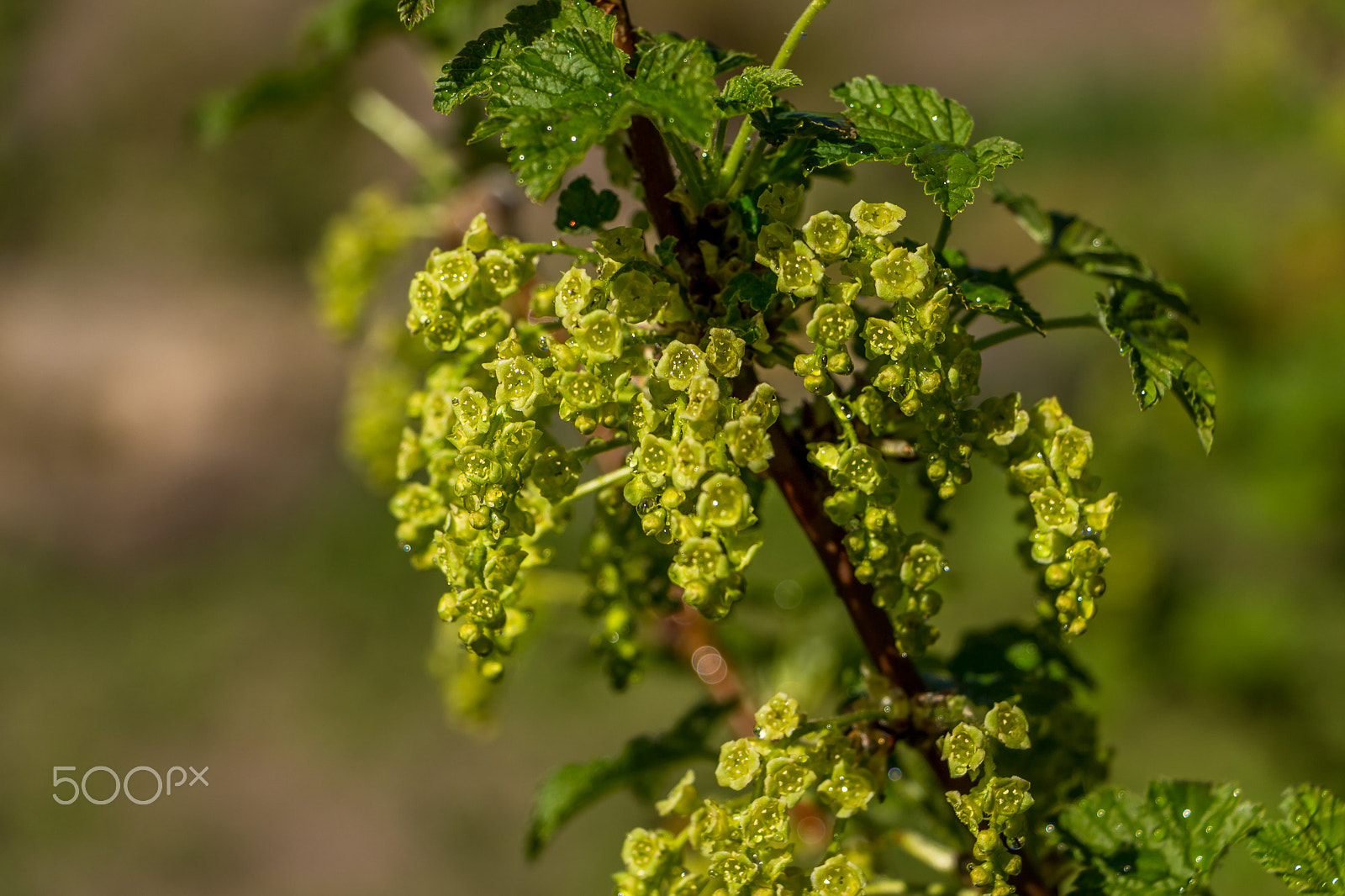 Canon EOS 700D (EOS Rebel T5i / EOS Kiss X7i) + Canon EF-S 18-135mm F3.5-5.6 IS STM sample photo. Red currant blooming photography