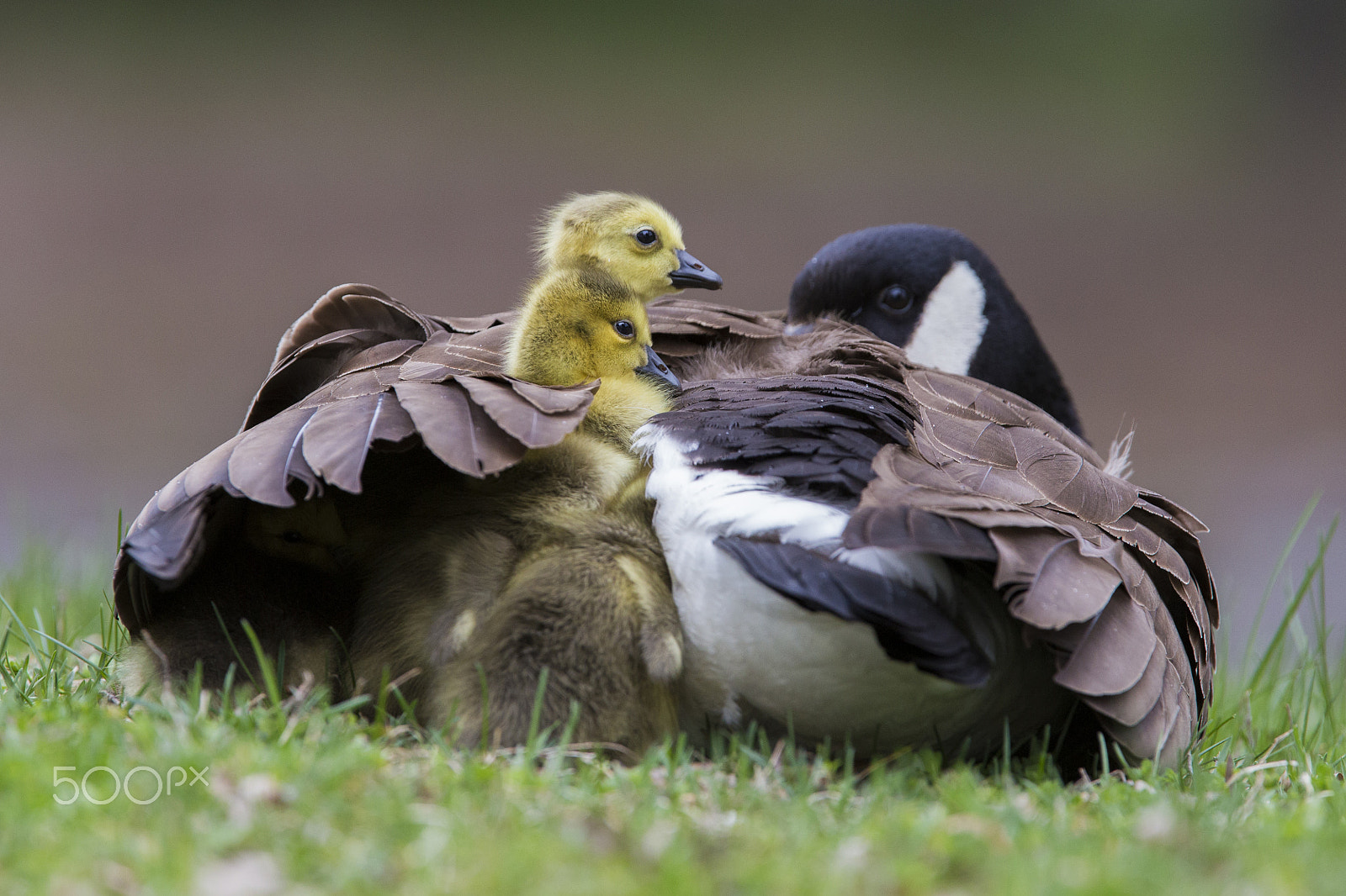 Canon EF 300mm F2.8L IS USM sample photo. Under mama's wings photography