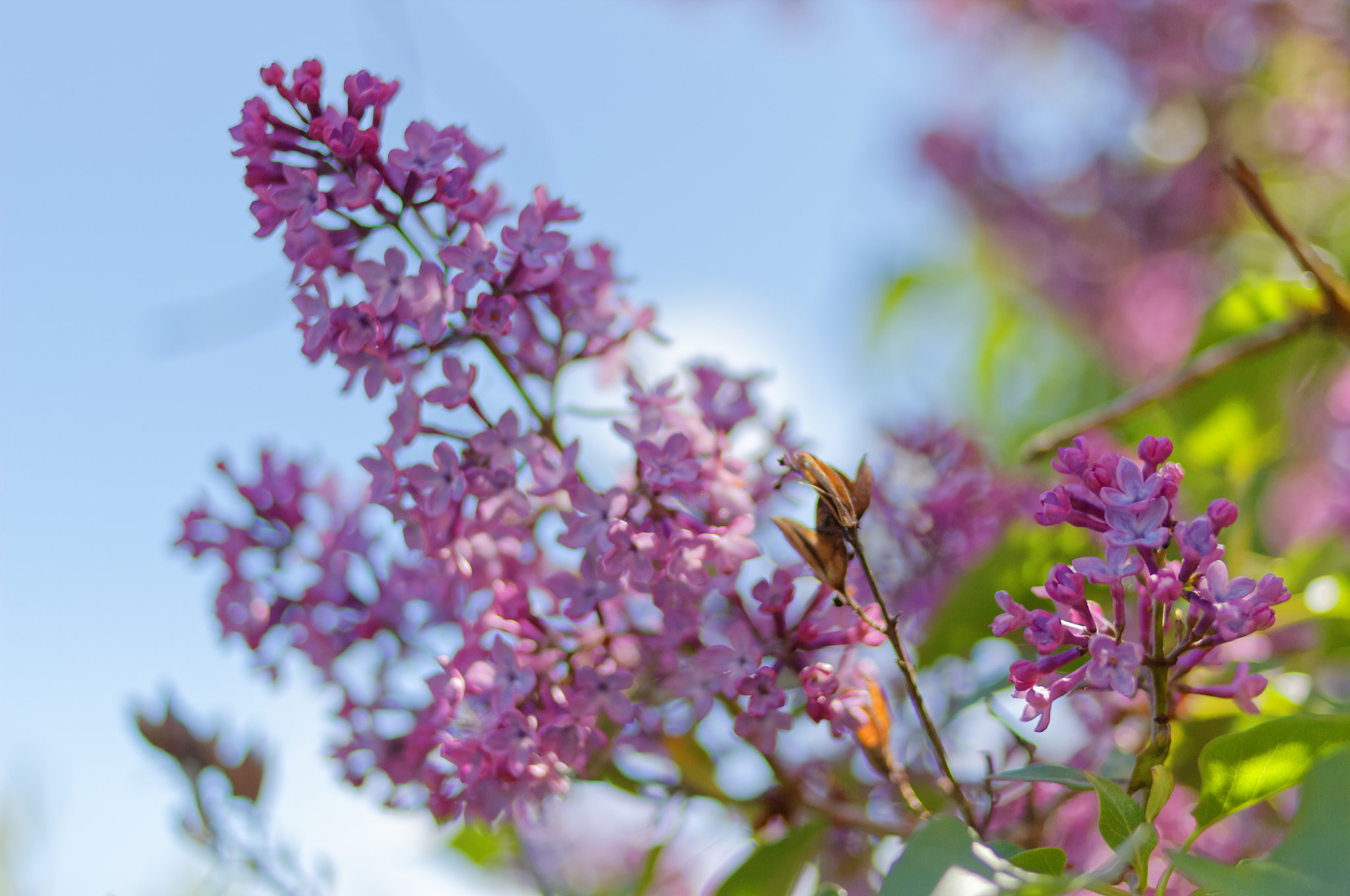 Canon EOS 600D (Rebel EOS T3i / EOS Kiss X5) + Canon EF 35mm F2 sample photo. Lilac flower photography