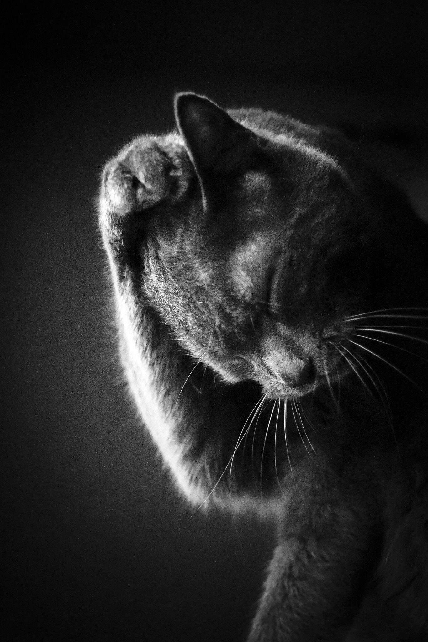 AF Zoom-Nikkor 24-120mm f/3.5-5.6D IF sample photo. Black and white cat3 photography