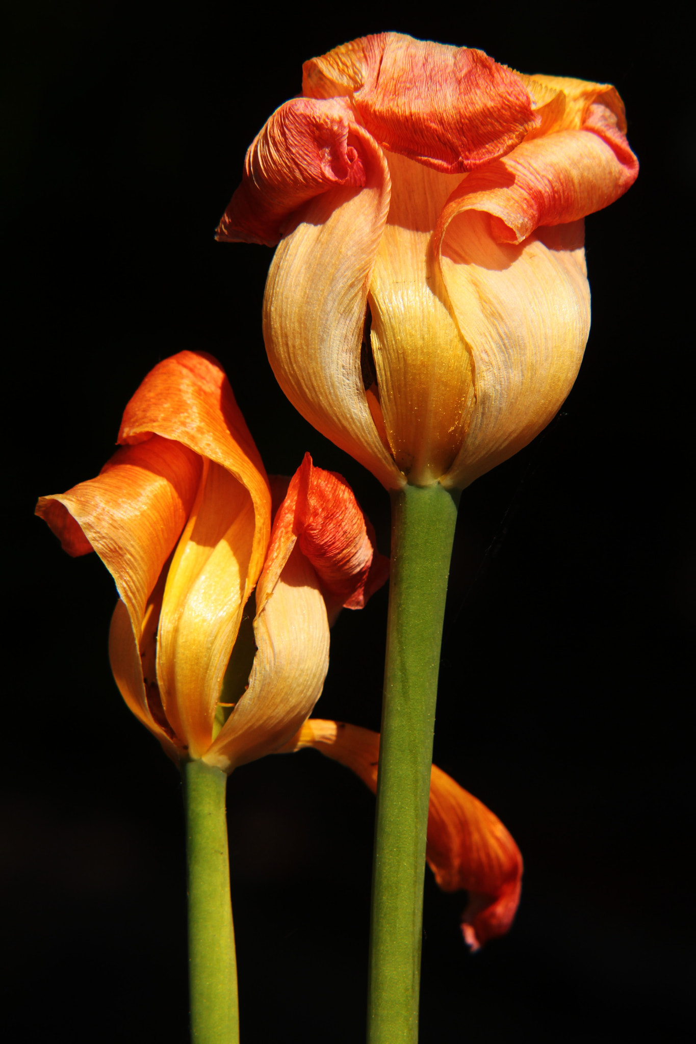 Canon EF-S 55-250mm F4-5.6 IS II sample photo. Dance with me... one last time photography