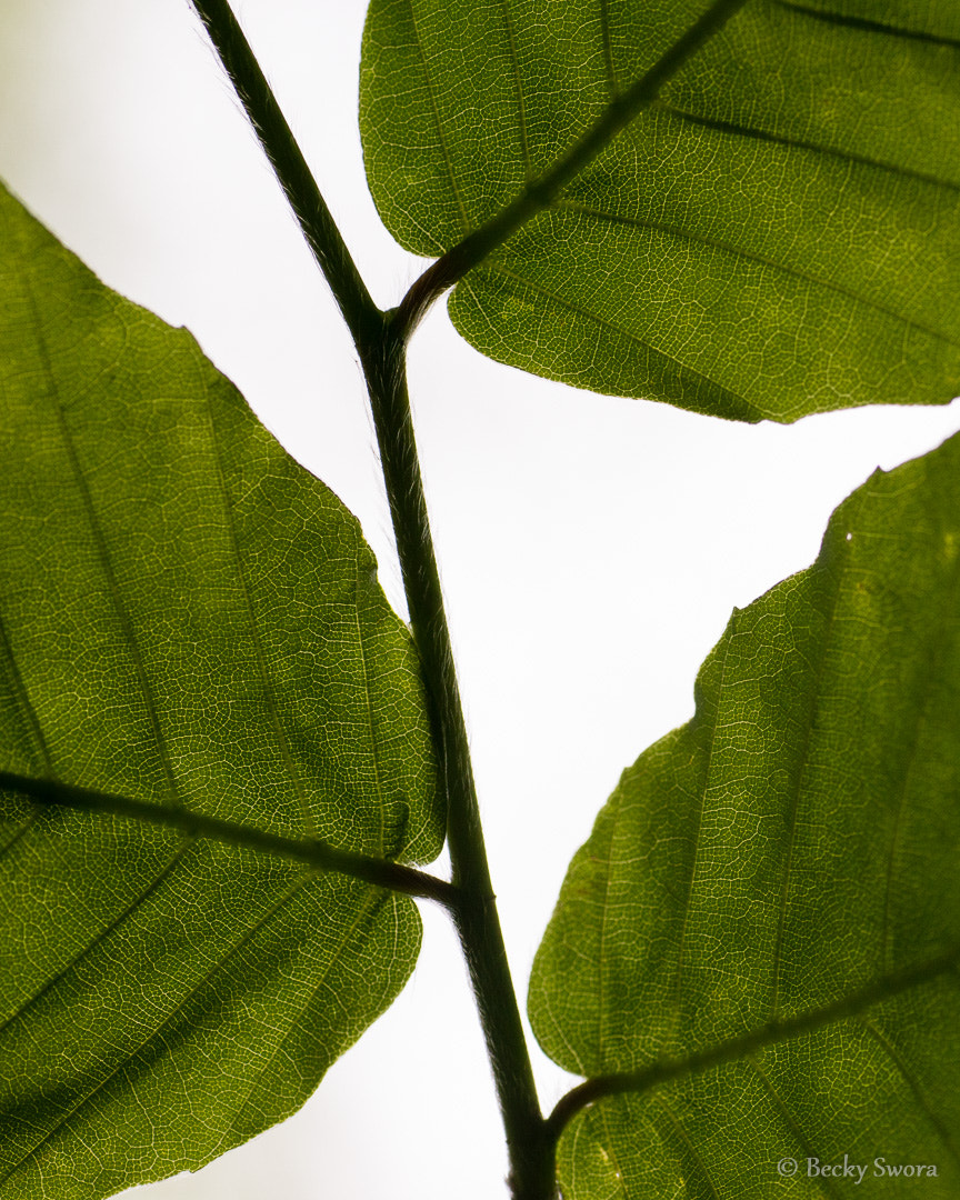 Sony ILCA-77M2 + Sigma 70mm F2.8 EX DG Macro sample photo. Leaf study photography