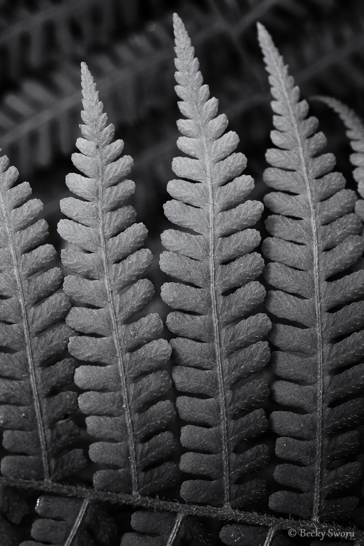 Sigma 70mm F2.8 EX DG Macro sample photo. Ferns photography