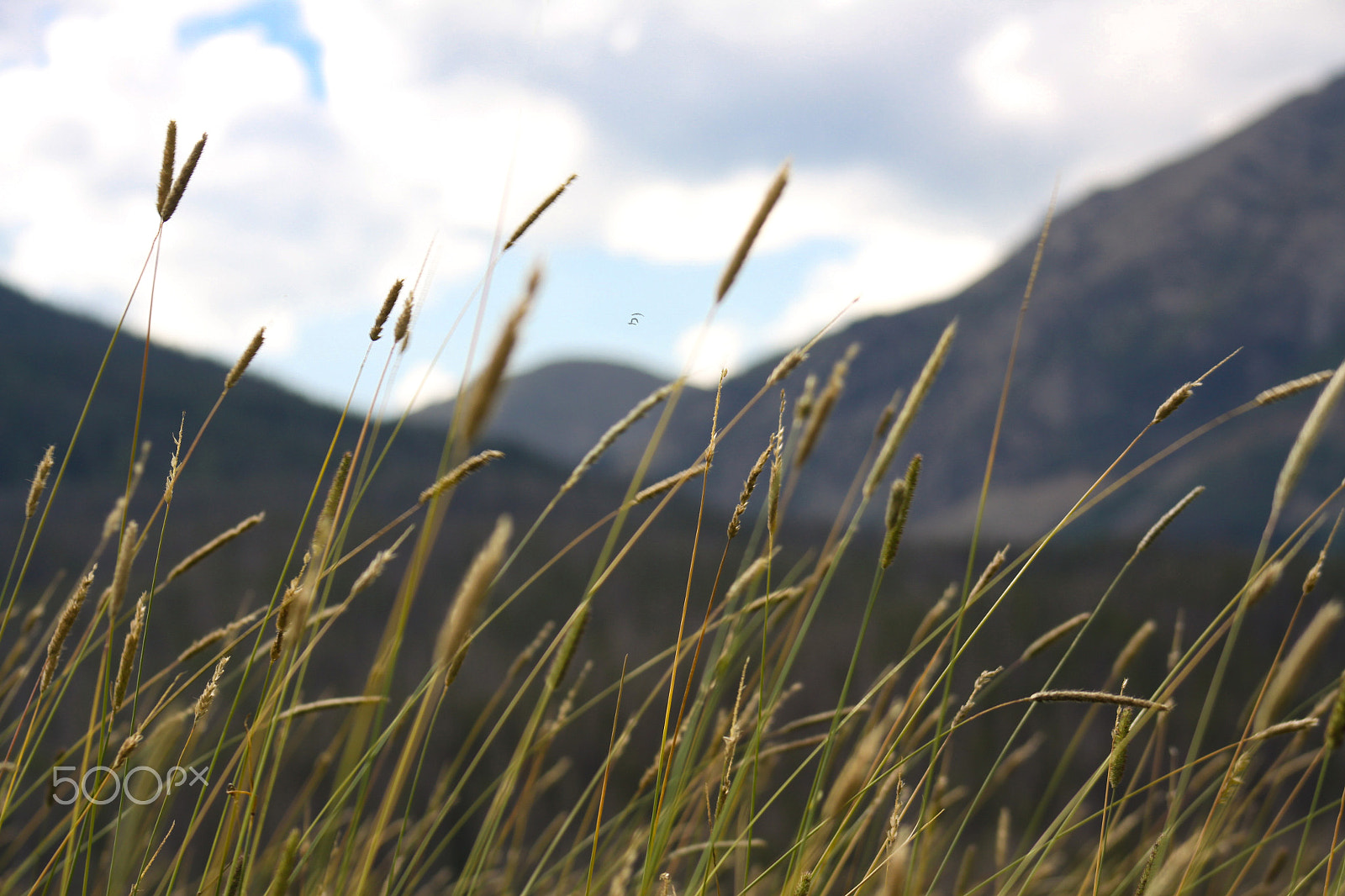 Canon EOS 50D + EF75-300mm f/4-5.6 sample photo. Room to breathe photography