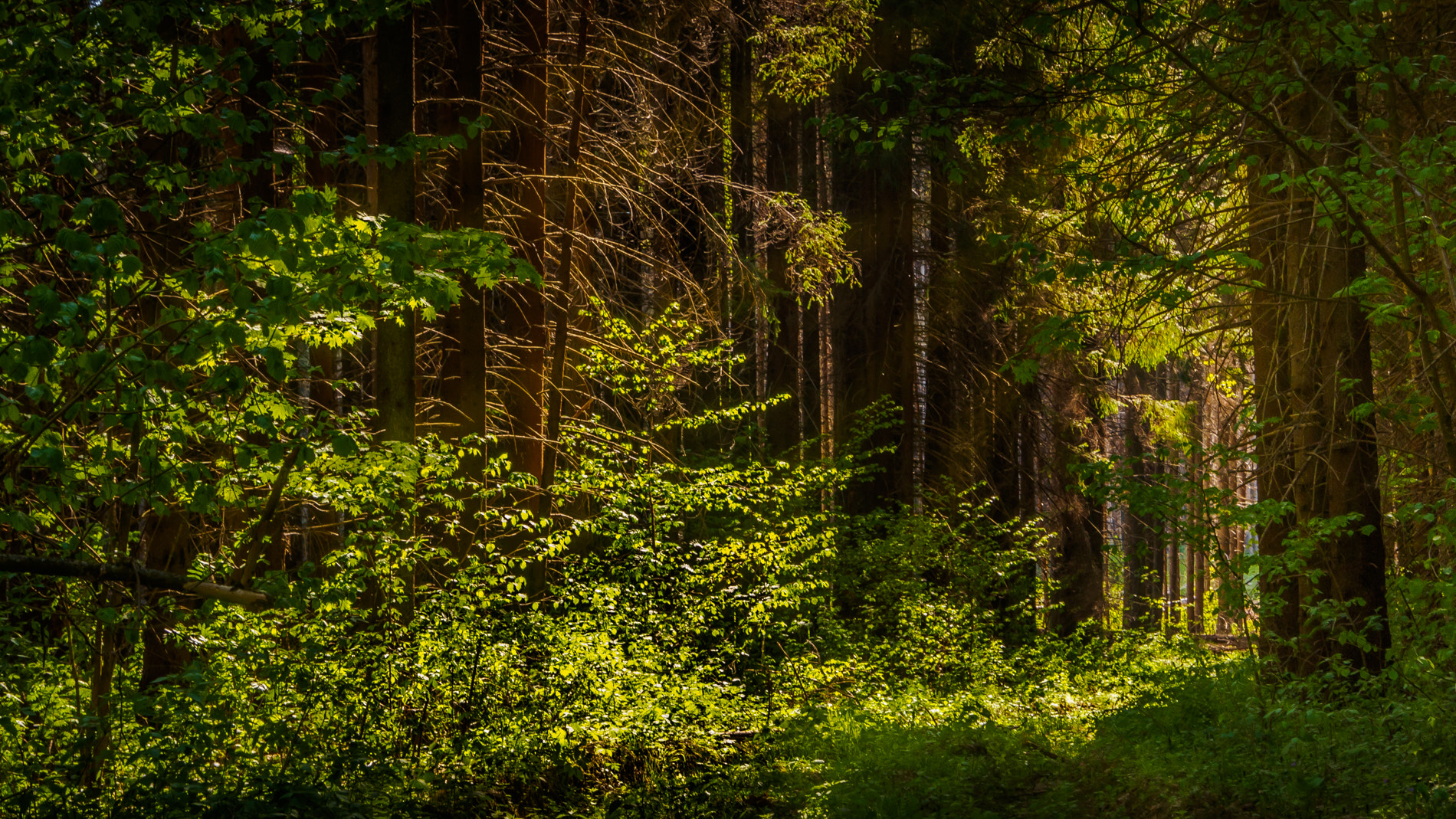 Olympus OM-D E-M10 + OLYMPUS M.12-50mm F3.5-6.3 sample photo. Spring in the forest photography