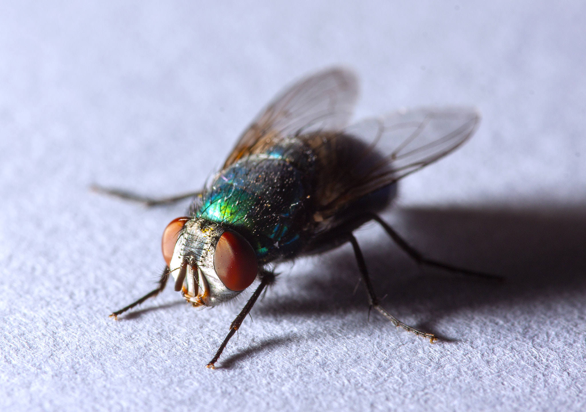 Sigma 105mm F2.8 EX DG OS HSM sample photo. Mosca photography