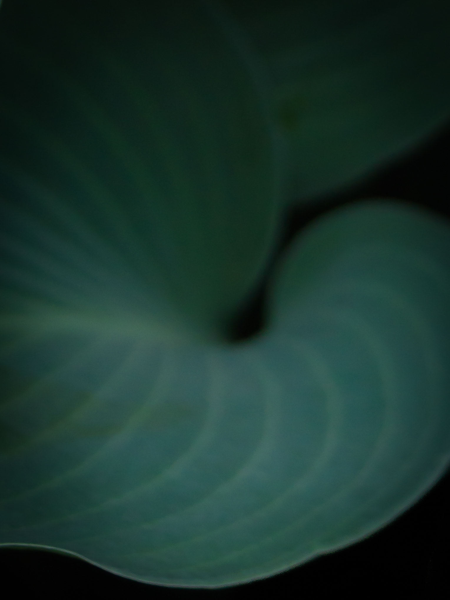 Panasonic Lumix DMC-GX8 sample photo. Soft hosta photography