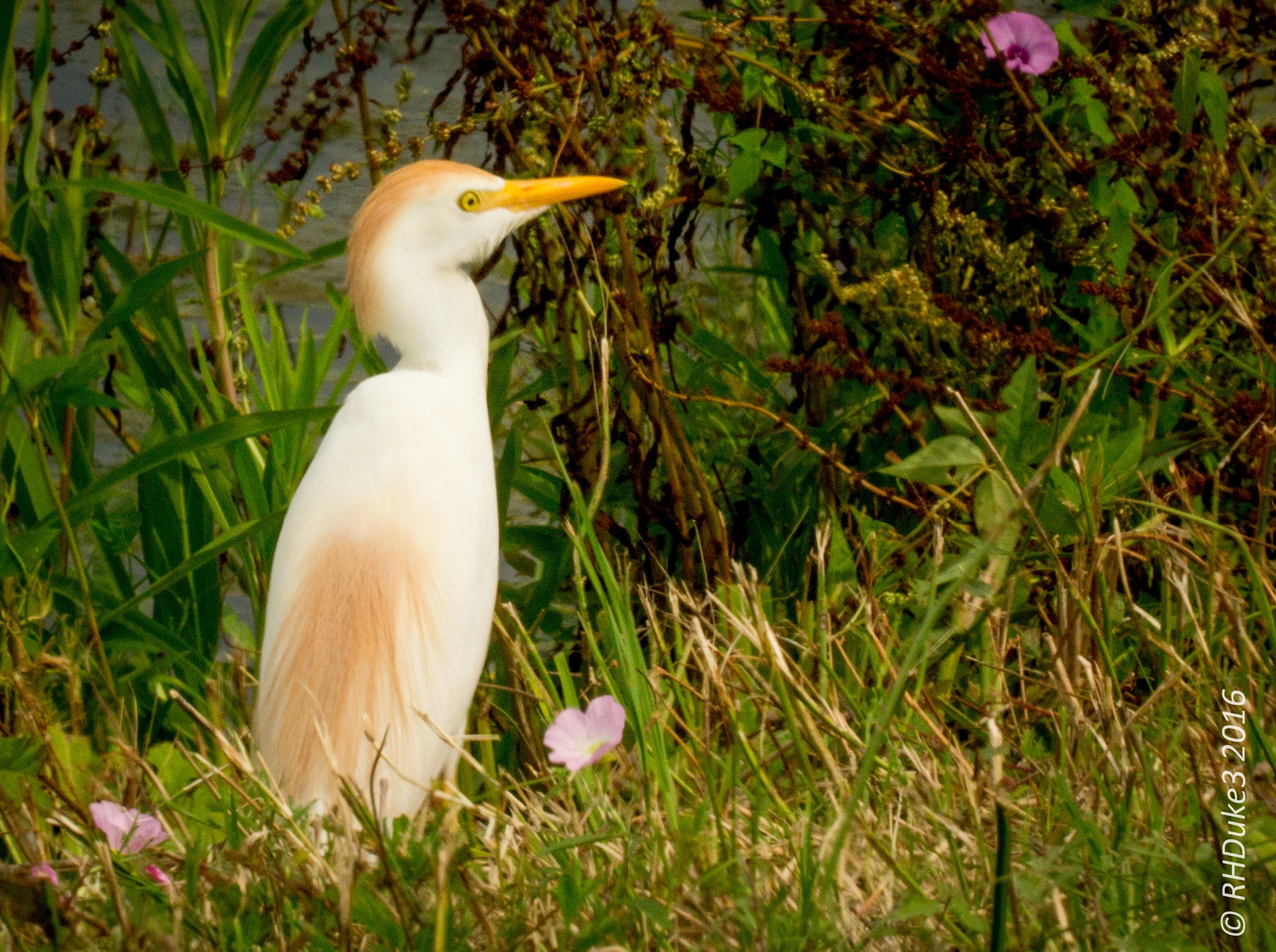 150-600mm F5-6.3 DG OS HSM | Sports 014 sample photo. Cattle egret photography