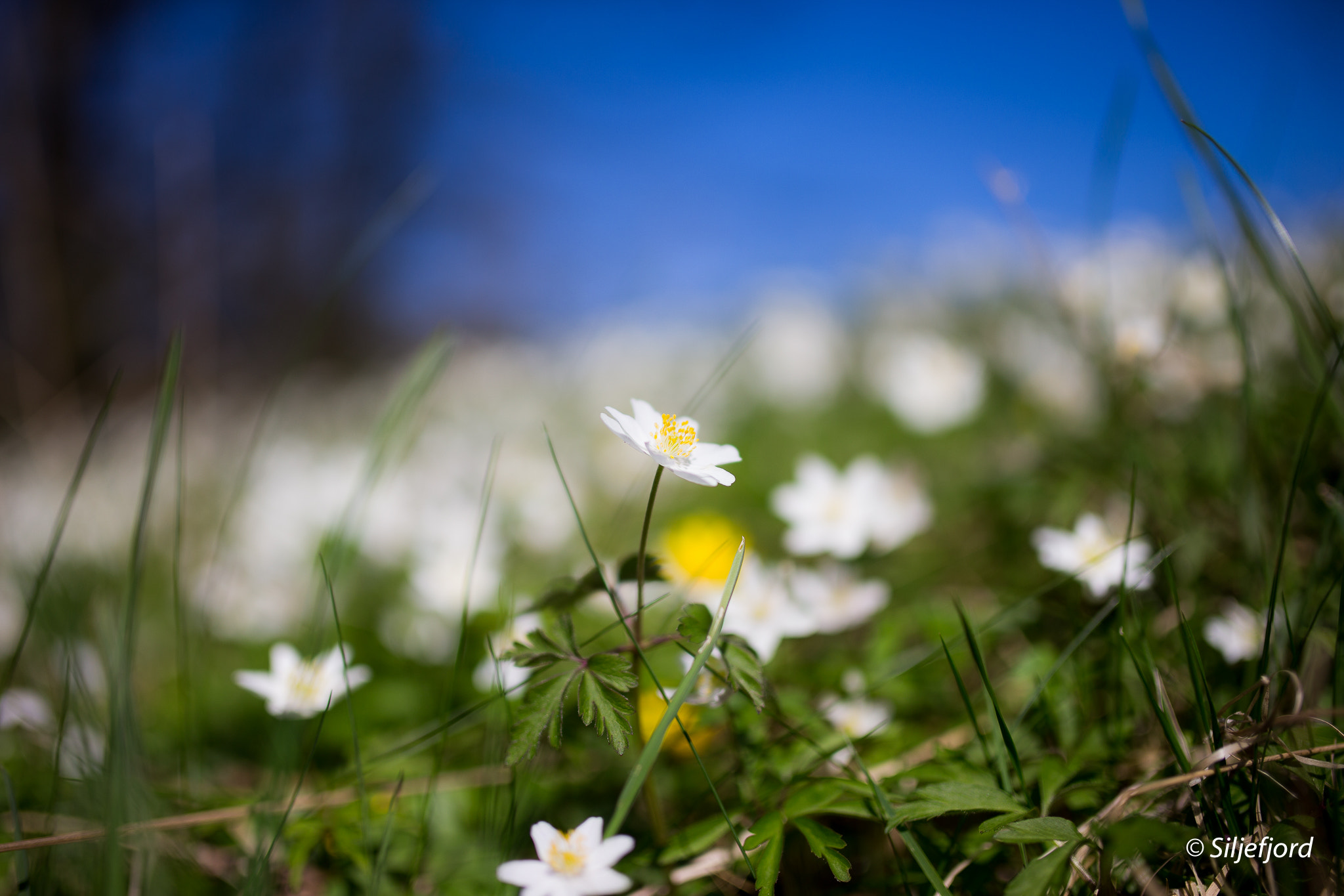 Sigma 35mm F1.4 DG HSM Art sample photo