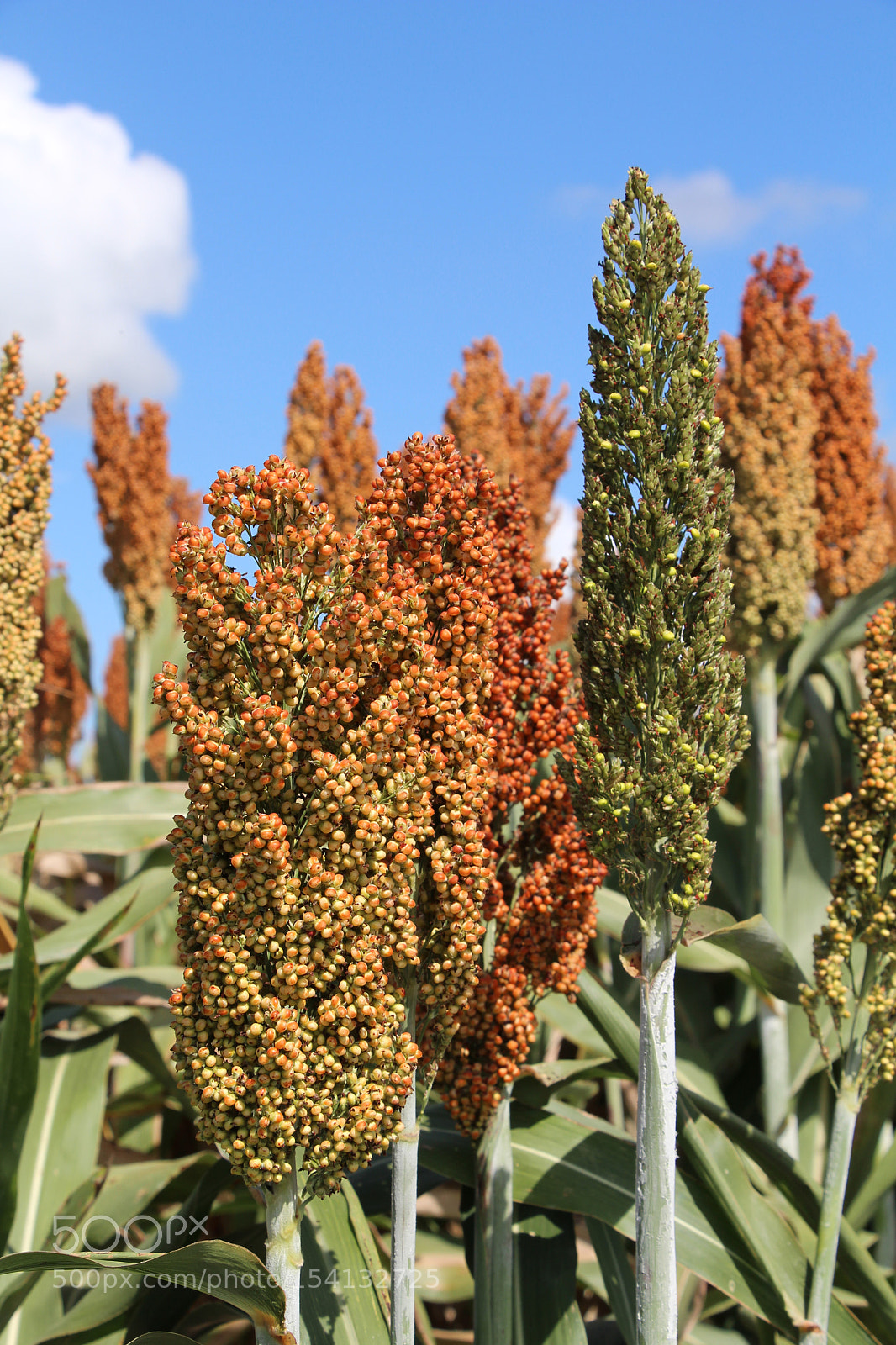 Canon EOS 650D (EOS Rebel T4i / EOS Kiss X6i) sample photo. Sorghum photography