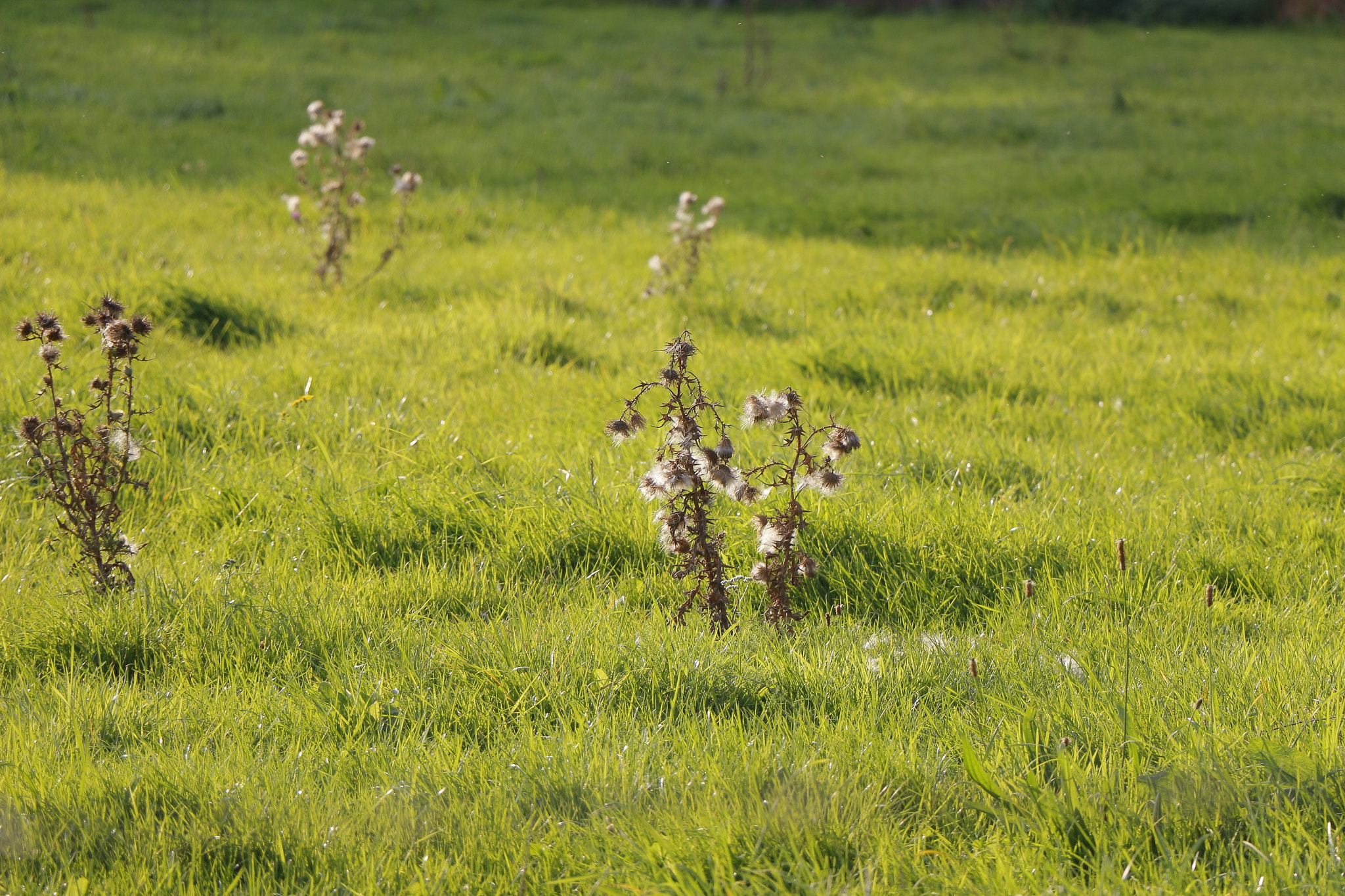 Canon EOS 650D (EOS Rebel T4i / EOS Kiss X6i) + Canon EF-S 18-135mm F3.5-5.6 IS STM sample photo. The grass is always greener photography