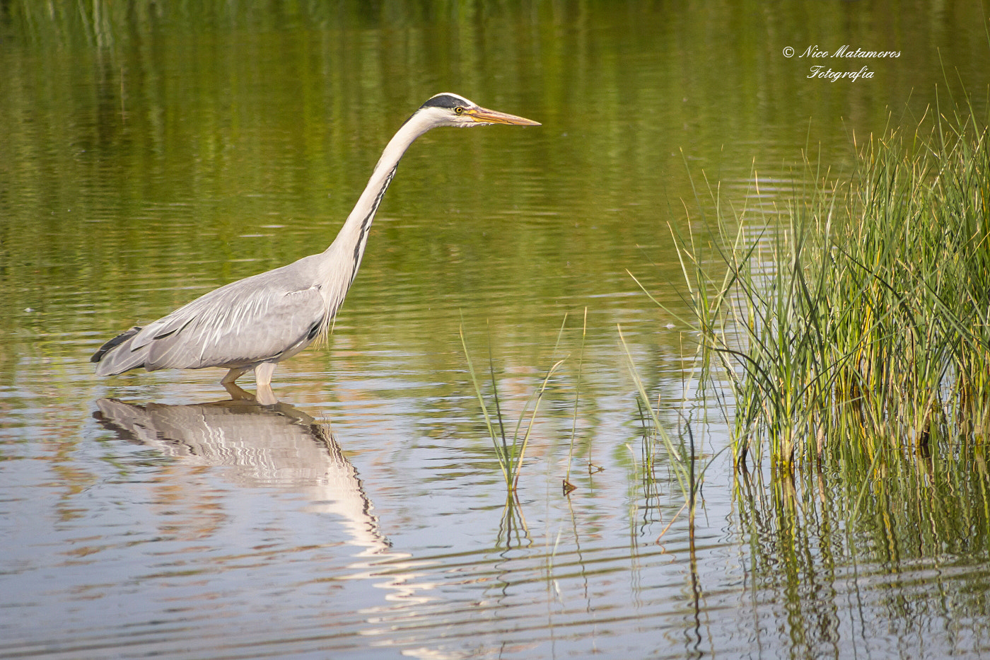 Canon EOS 60D + Canon EF 50mm f/1.8 sample photo. Grey heron photography