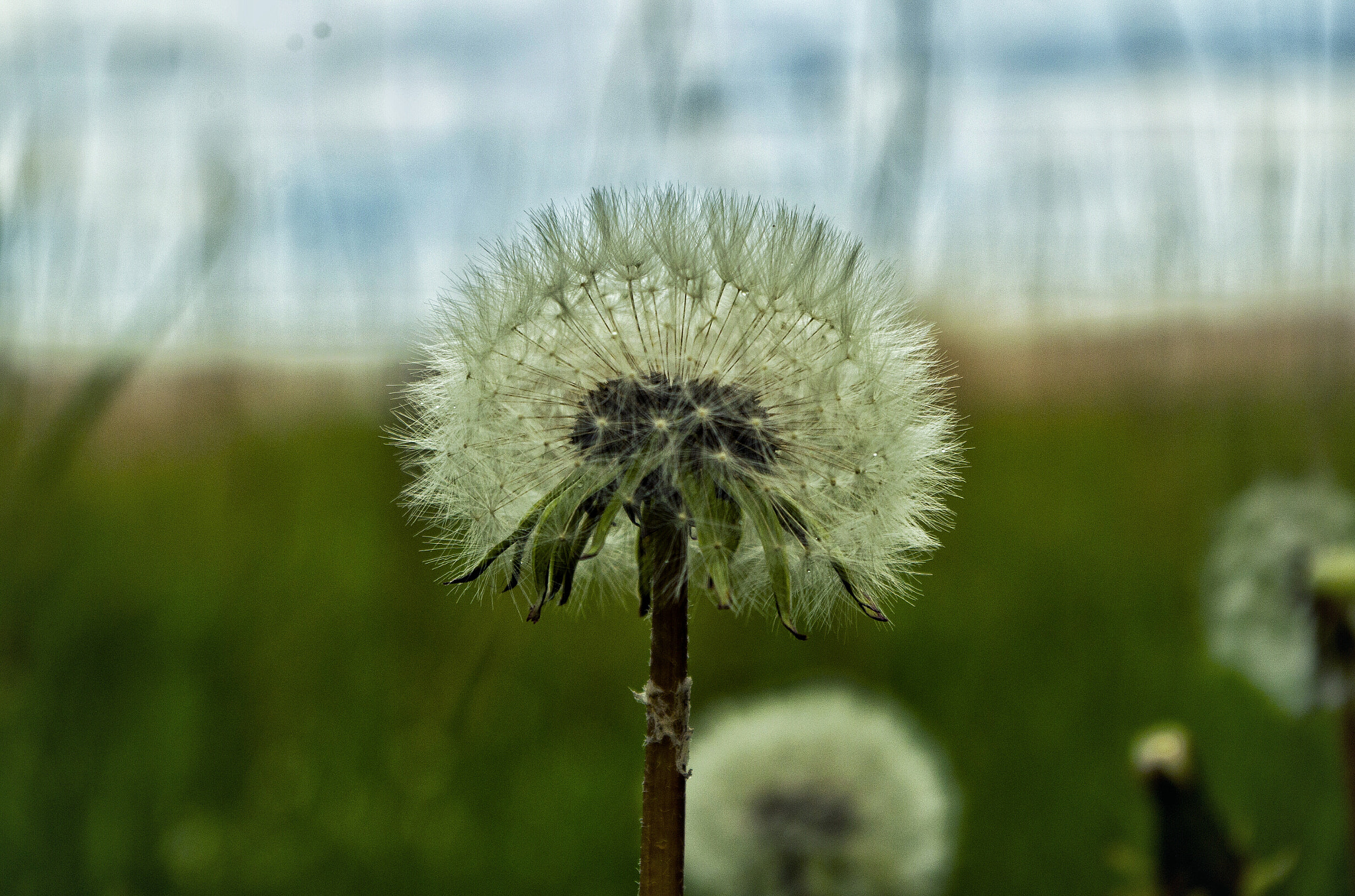 Pentax K-30 sample photo. Dandellion art  photography
