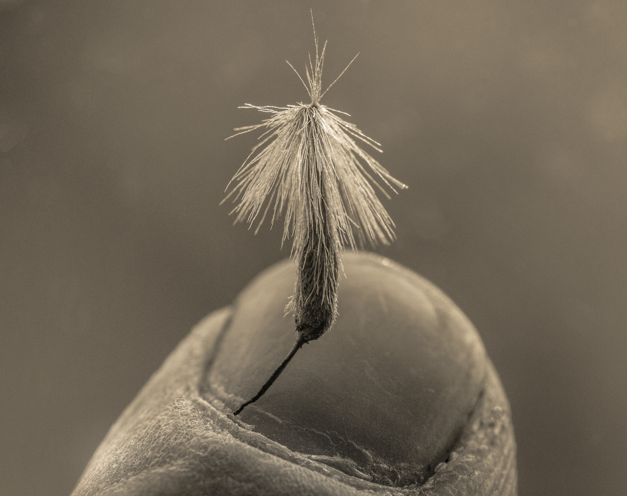 Sigma 150mm F2.8 EX DG OS Macro HSM sample photo. Plane seed on my finger photography