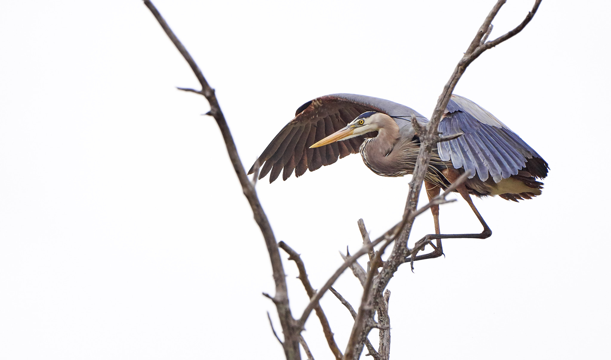 Sony ILCA-77M2 + Sony 70-400mm F4-5.6 G SSM II sample photo. Great blue heron photography