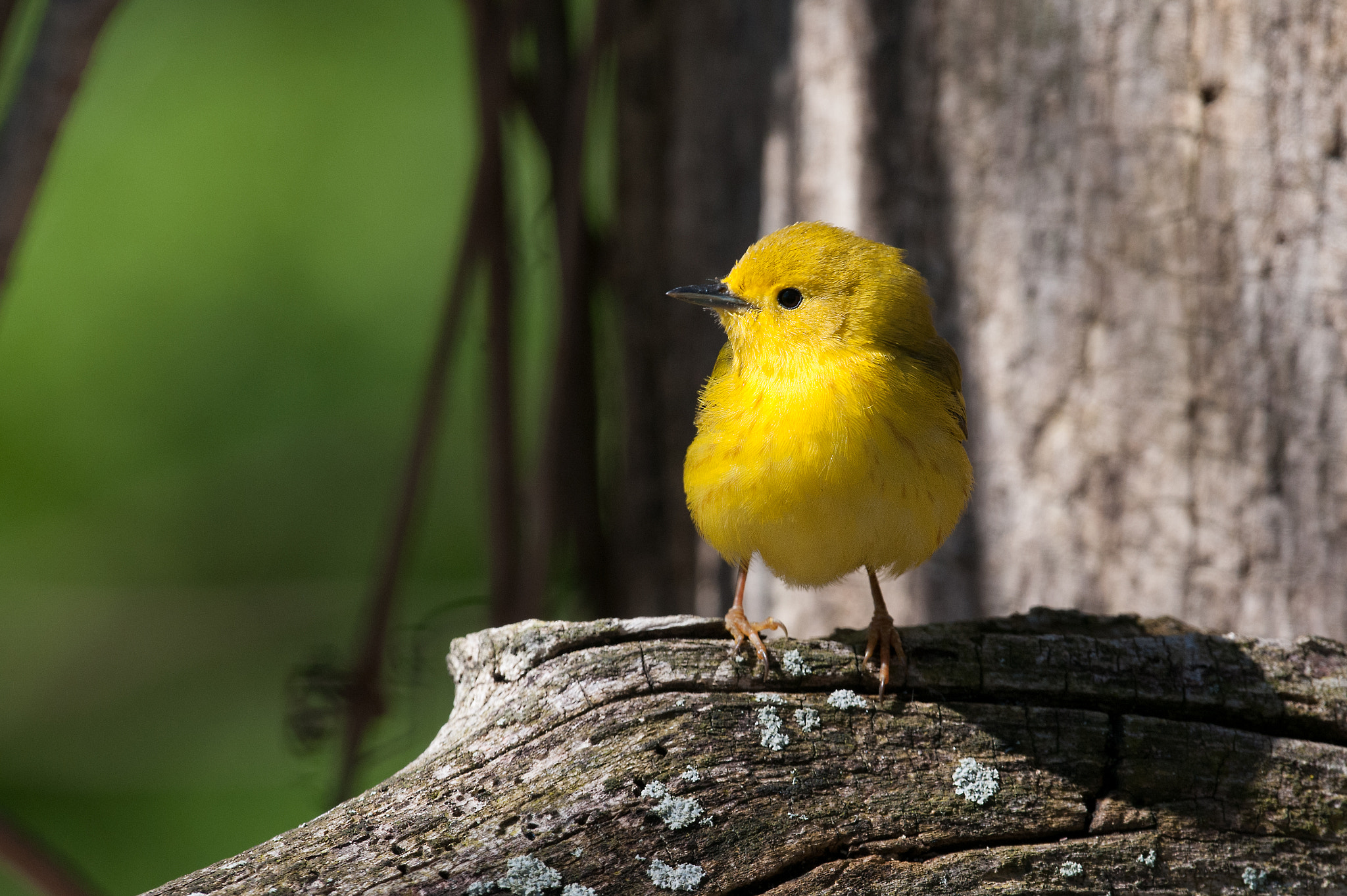 Nikon D300S + Nikon AF-S Nikkor 500mm F4G ED VR sample photo. Paruline jaune setophaga petechia setophaga yellow warbler photography