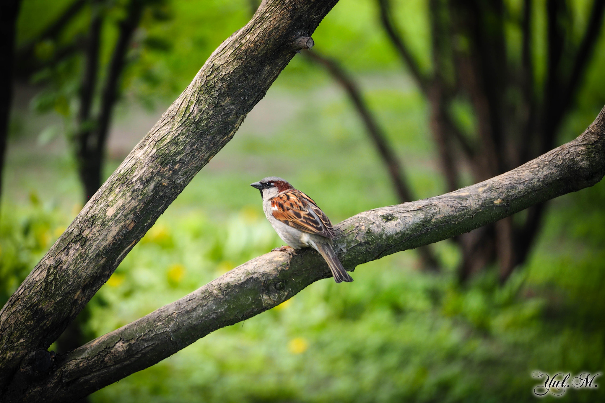 Panasonic Lumix G X Vario 35-100mm F2.8 OIS sample photo. Olympus digital camera photography