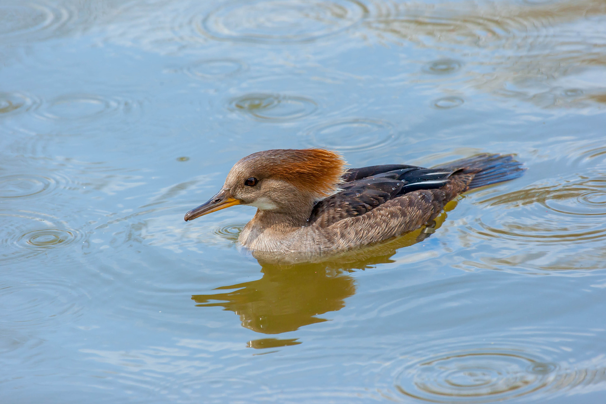 Canon EOS-1D Mark III + Canon EF 100-400mm F4.5-5.6L IS USM sample photo. Merganser photography