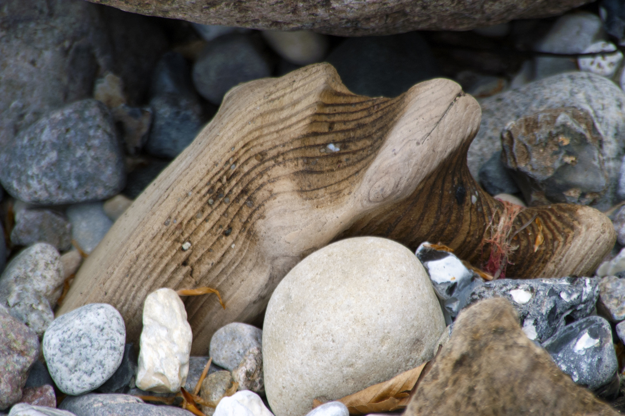 KONICA MINOLTA MAXXUM 5D sample photo. Weathered wood photography