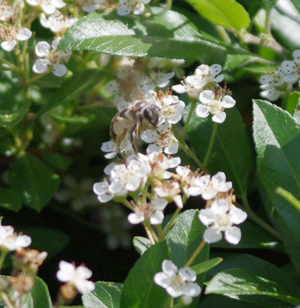 Pentax K-x sample photo. A bee at work photography