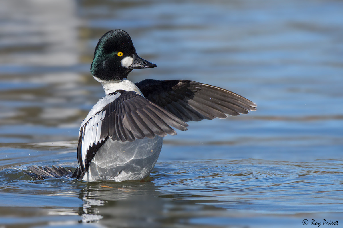 Nikon D7200 + Nikon AF-S Nikkor 500mm F4G ED VR sample photo. Common goldeneye photography