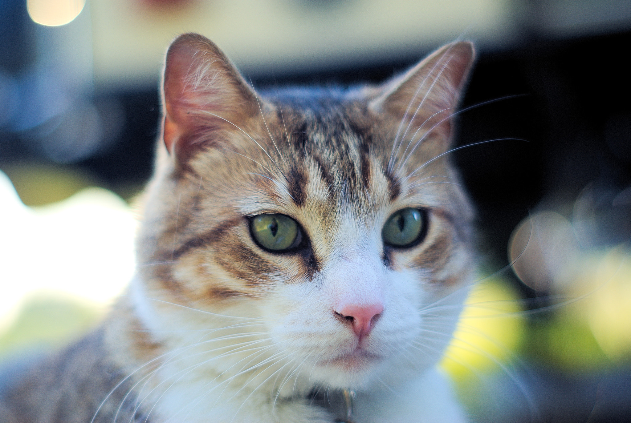 Sony Alpha DSLR-A100 + Minolta AF 50mm F1.7 sample photo. Little man's big picnic photography