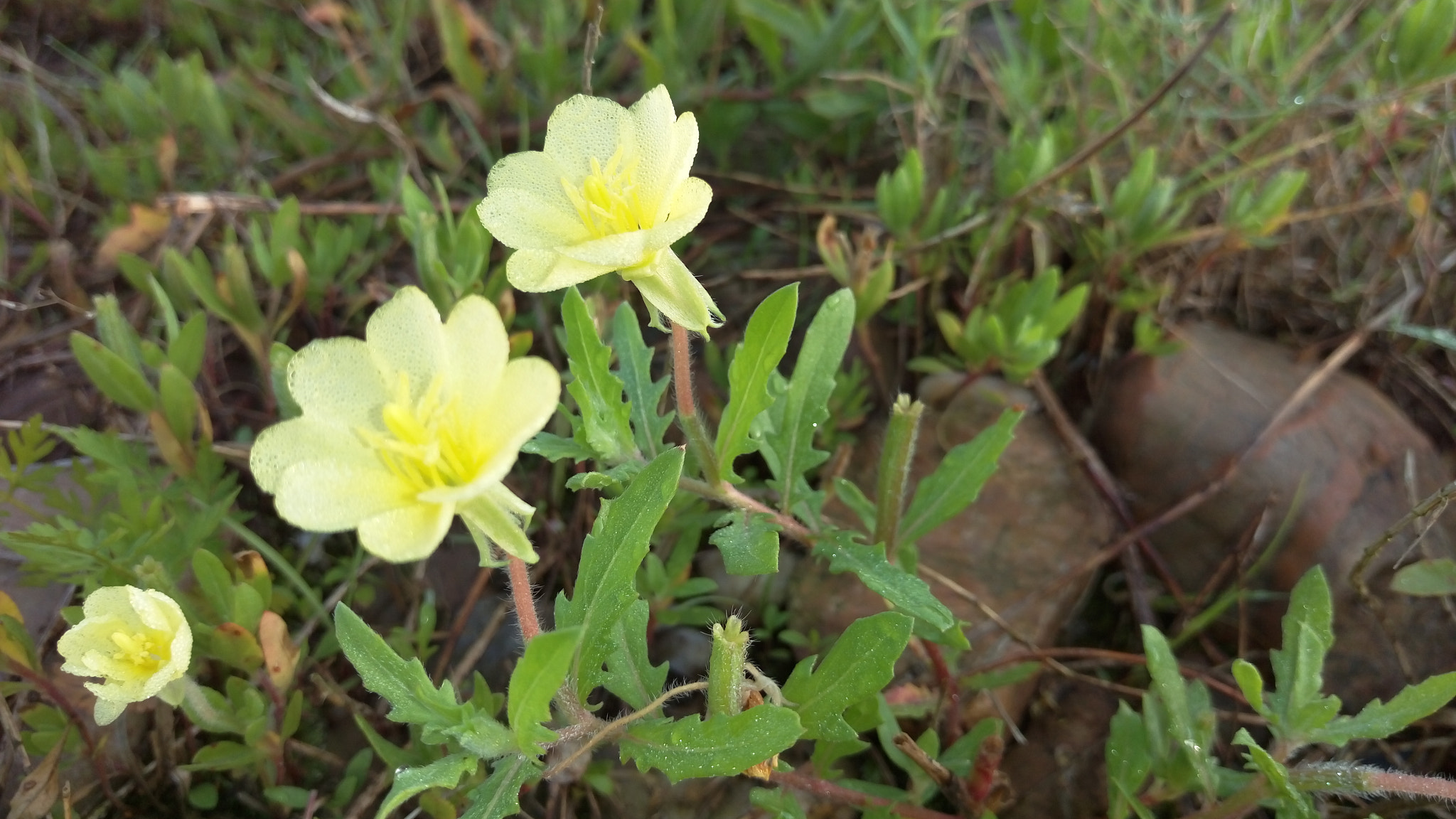 HTC E9PW sample photo. Oenothera photography