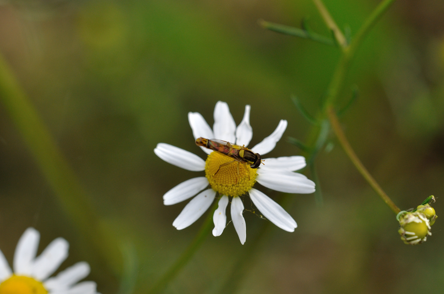 Sigma 150mm F2.8 EX DG OS Macro HSM sample photo. Dsc_0001.jpg photography