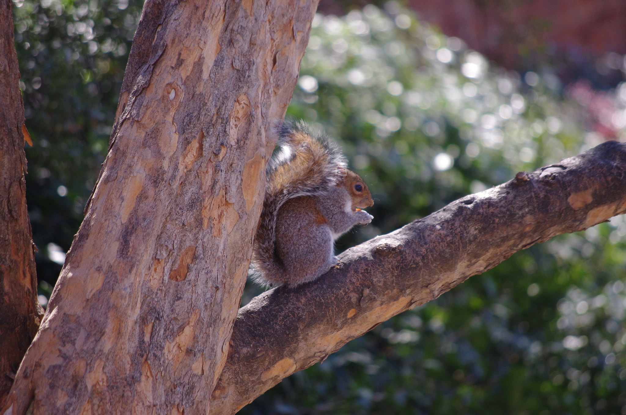 Pentax K-x sample photo. A squirrel in a tree photography