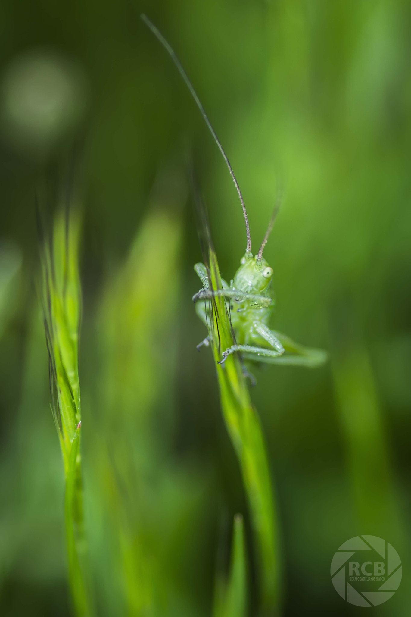 Sony SLT-A58 + Sigma AF 105mm F2.8 EX [DG] Macro sample photo. Mis macros photography