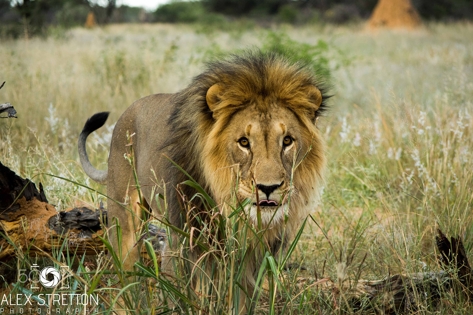 Pentax K-3 sample photo. Lion - okonjima game reserve namibia photography