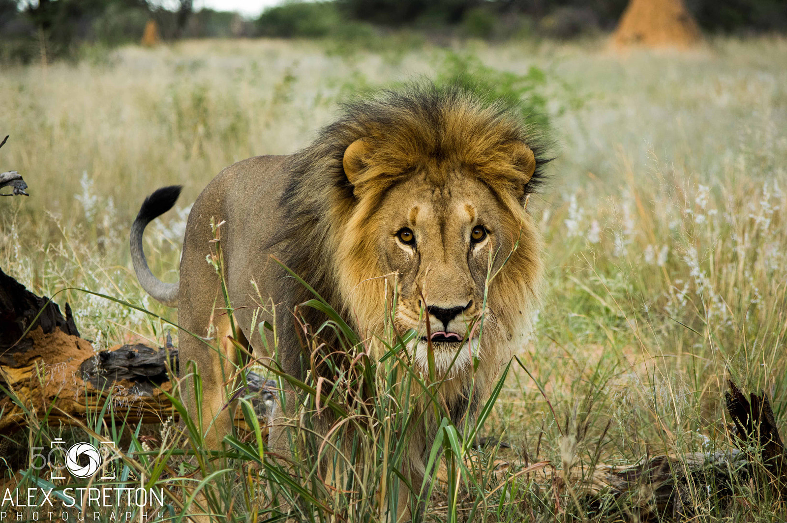 Pentax smc DA 50-200mm F4-5.6 ED WR sample photo. Lion - okonjima game reserve namibia photography