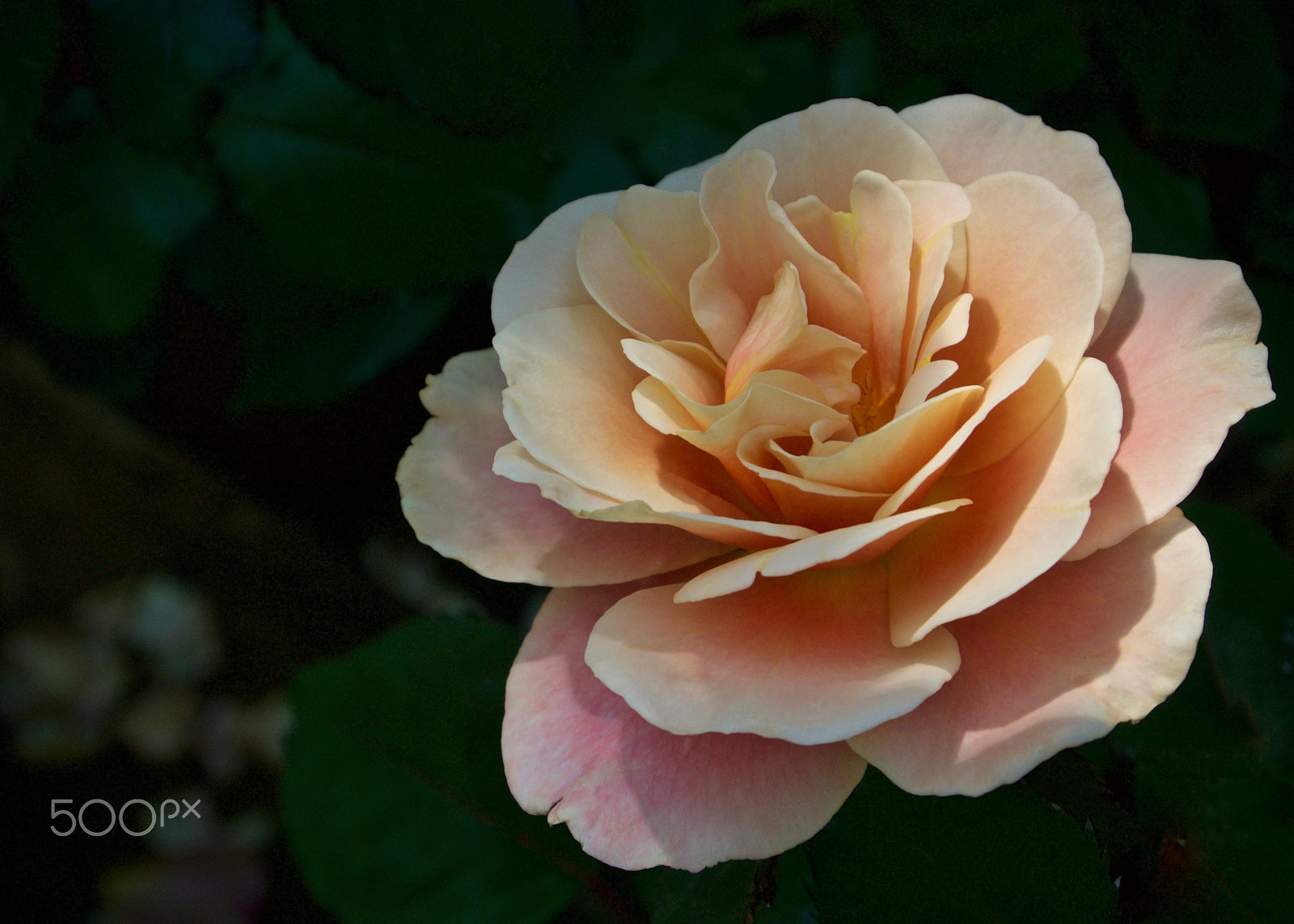 Nikon 1 J2 sample photo. Peach nakanoshima rose photography