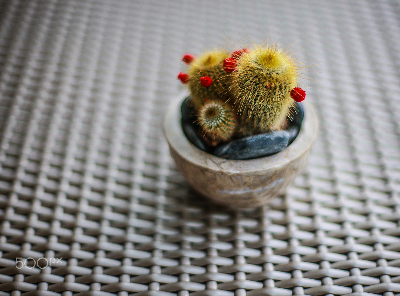 Canon EF 50mm F1.4 USM sample photo. Cactus_asif photography