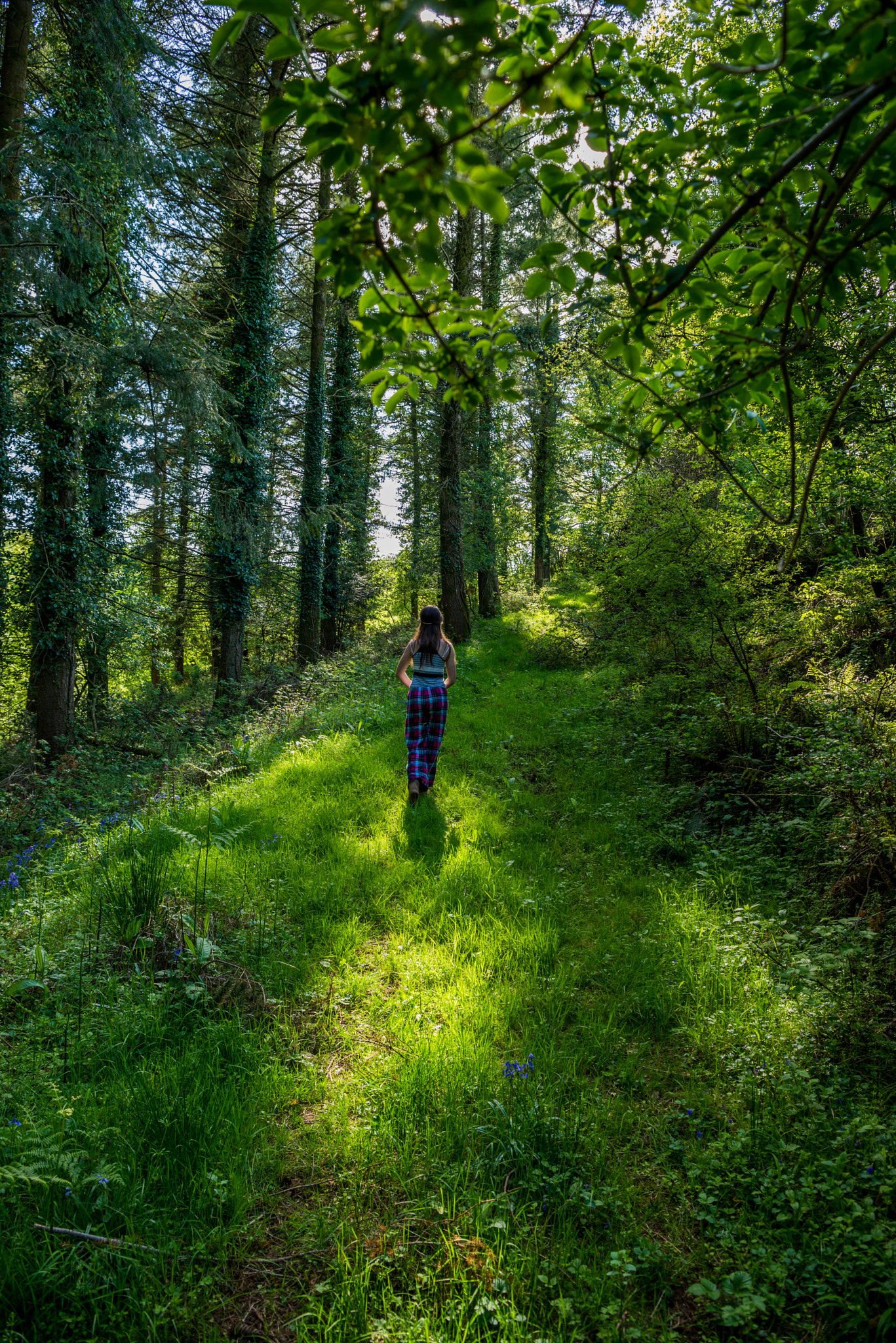 Nikon AF-S Nikkor 24-70mm F2.8E ED VR sample photo. A walk in the woods photography