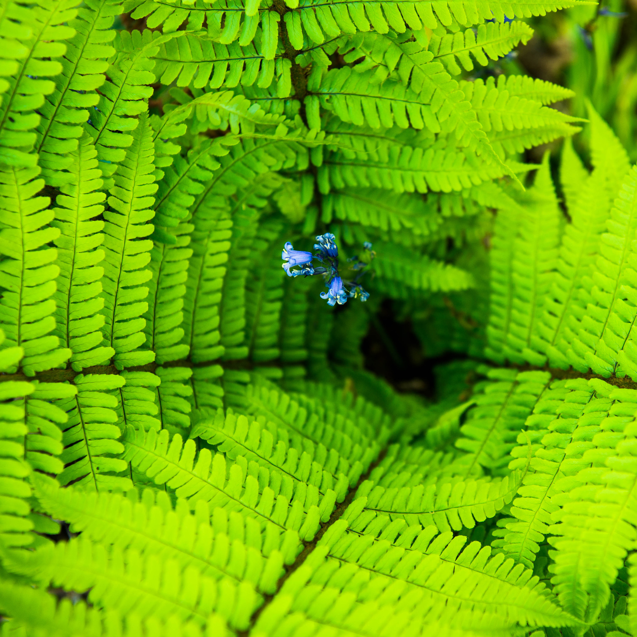 Nikon AF-S Nikkor 24-70mm F2.8E ED VR sample photo. Visitor in blue photography