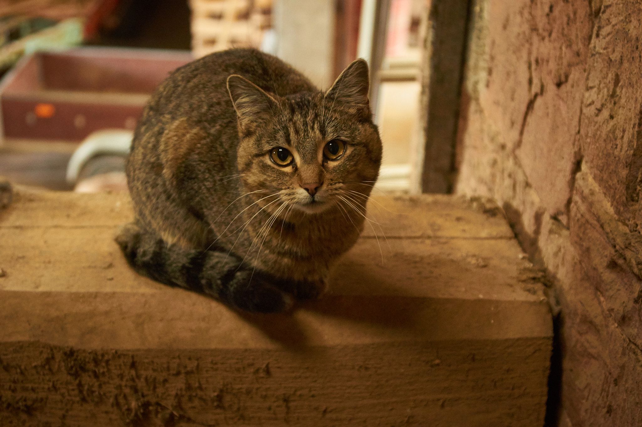 Sony SLT-A33 + 35-70mm F4 sample photo. Cat looking sweet photography