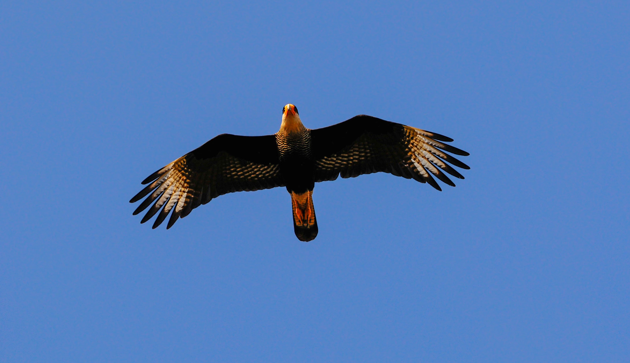 Sigma 70-200mm F2.8 EX DG Macro HSM II sample photo. Caracara flying photography
