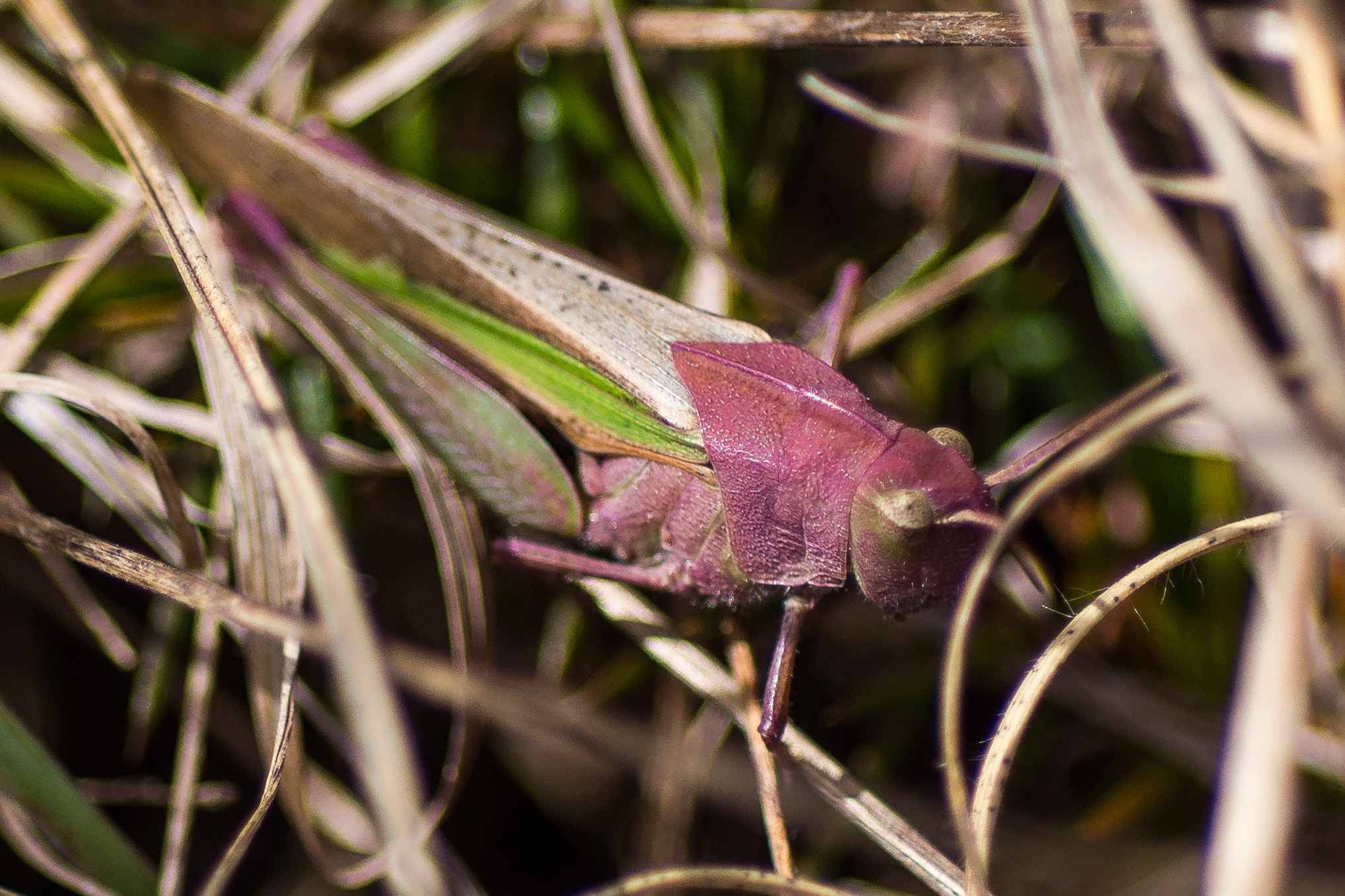 Nikon D7200 + AF Micro-Nikkor 60mm f/2.8 sample photo. Hopper photography