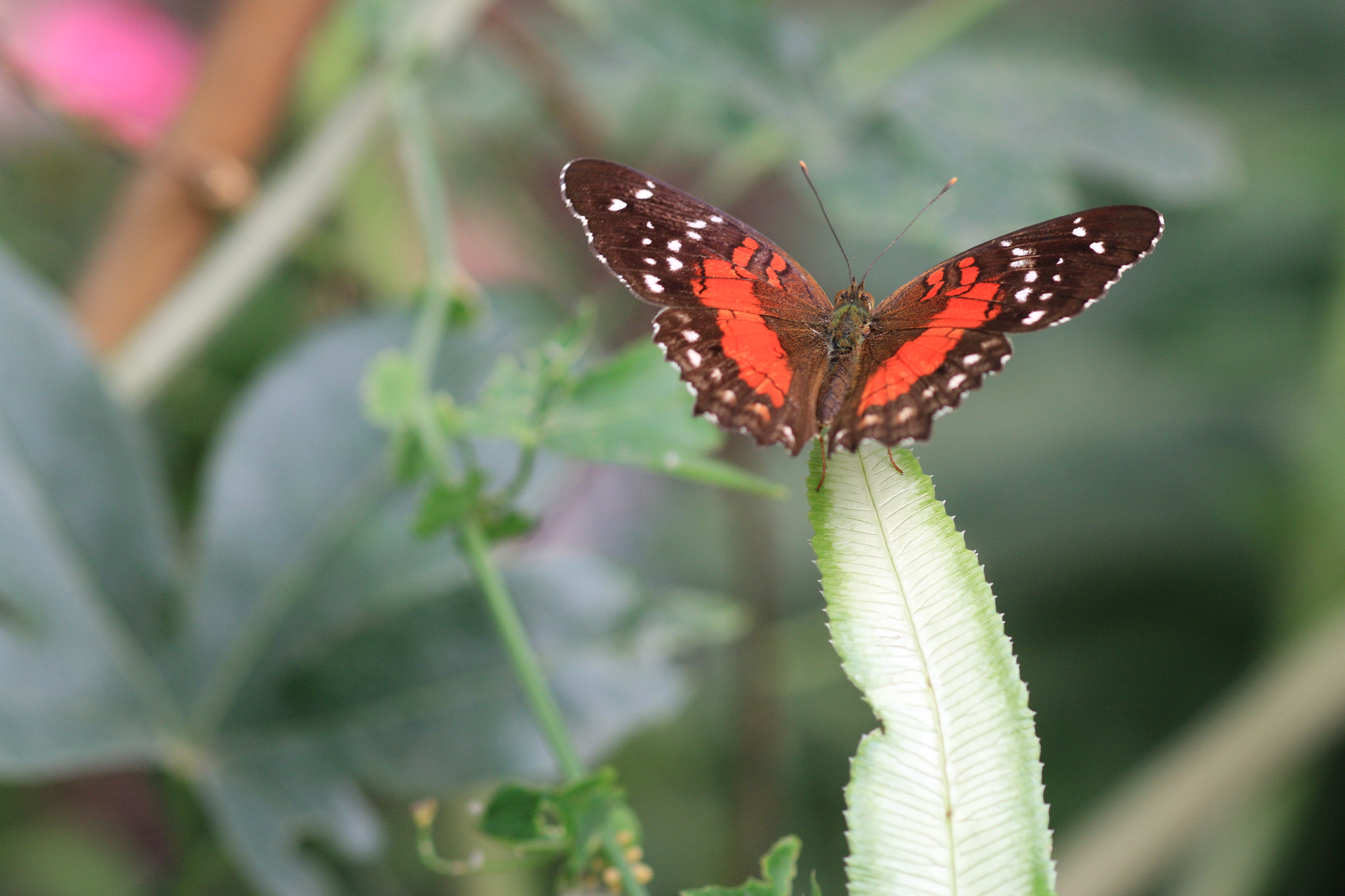 Canon EOS 70D + Canon EF 100mm F2.8 Macro USM sample photo. Butterfly1 photography