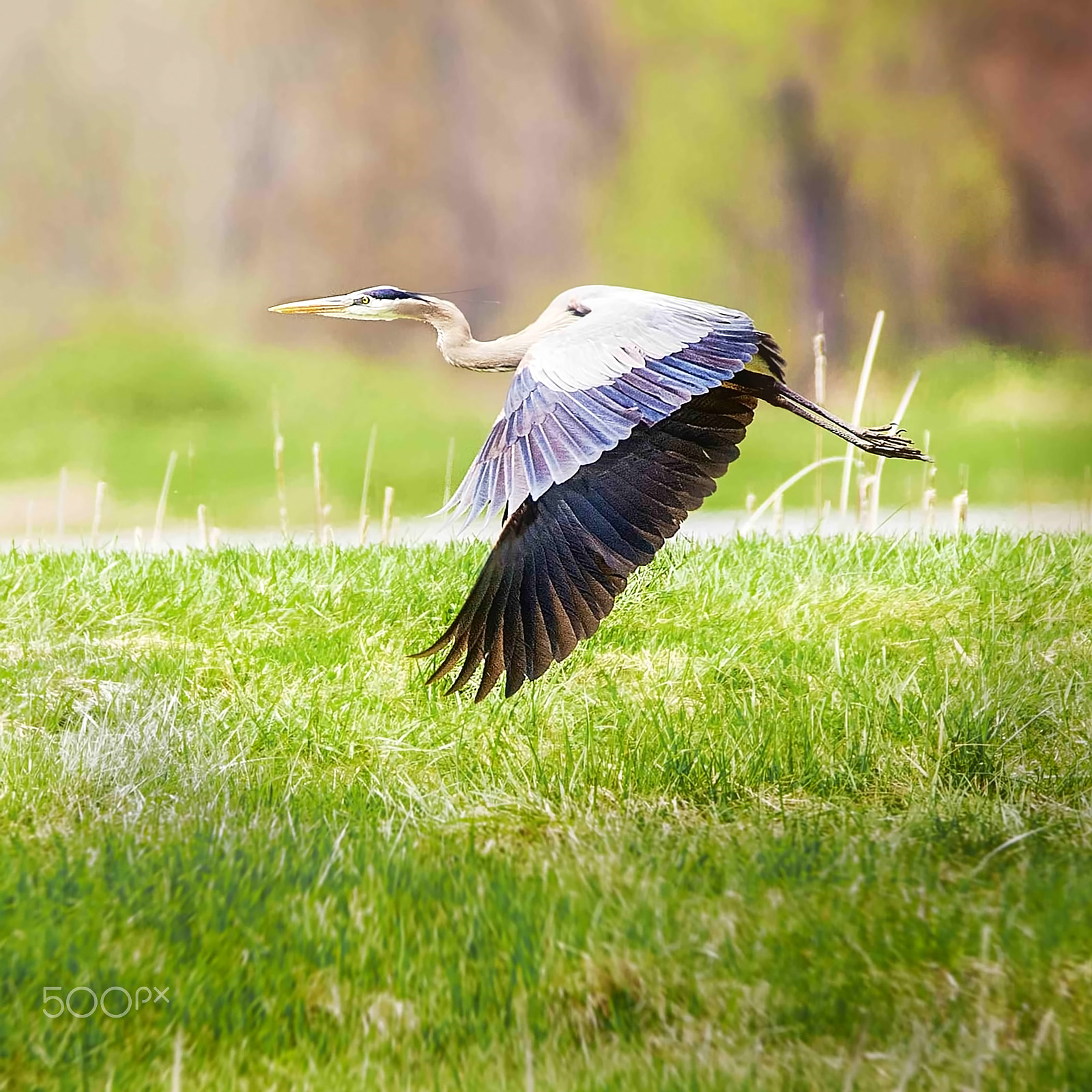 150-600mm F5-6.3 DG OS HSM | Contemporary 015 sample photo. Blue heron photography