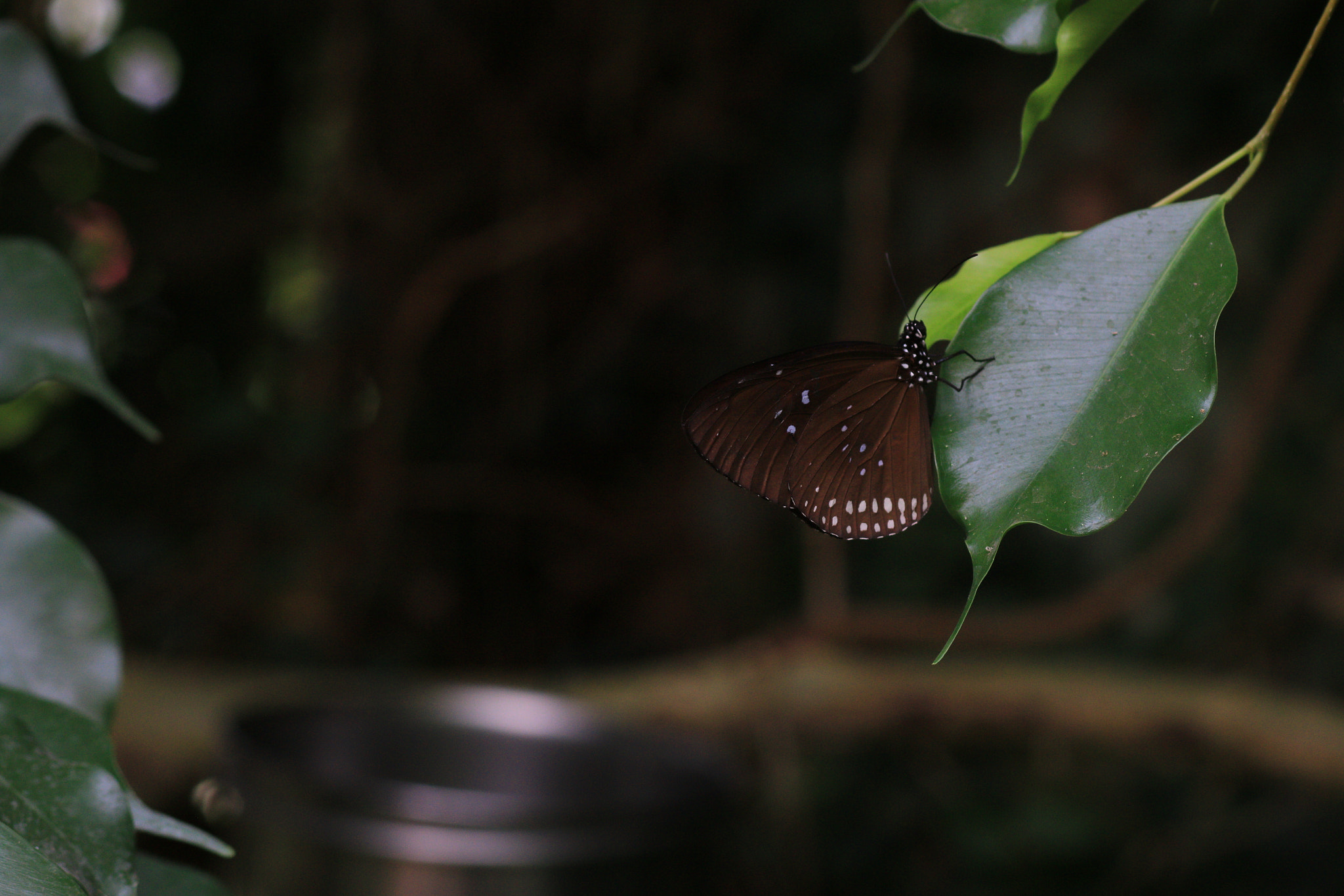 Canon EOS 70D + Canon EF 100mm F2.8 Macro USM sample photo. Butterfly2 photography