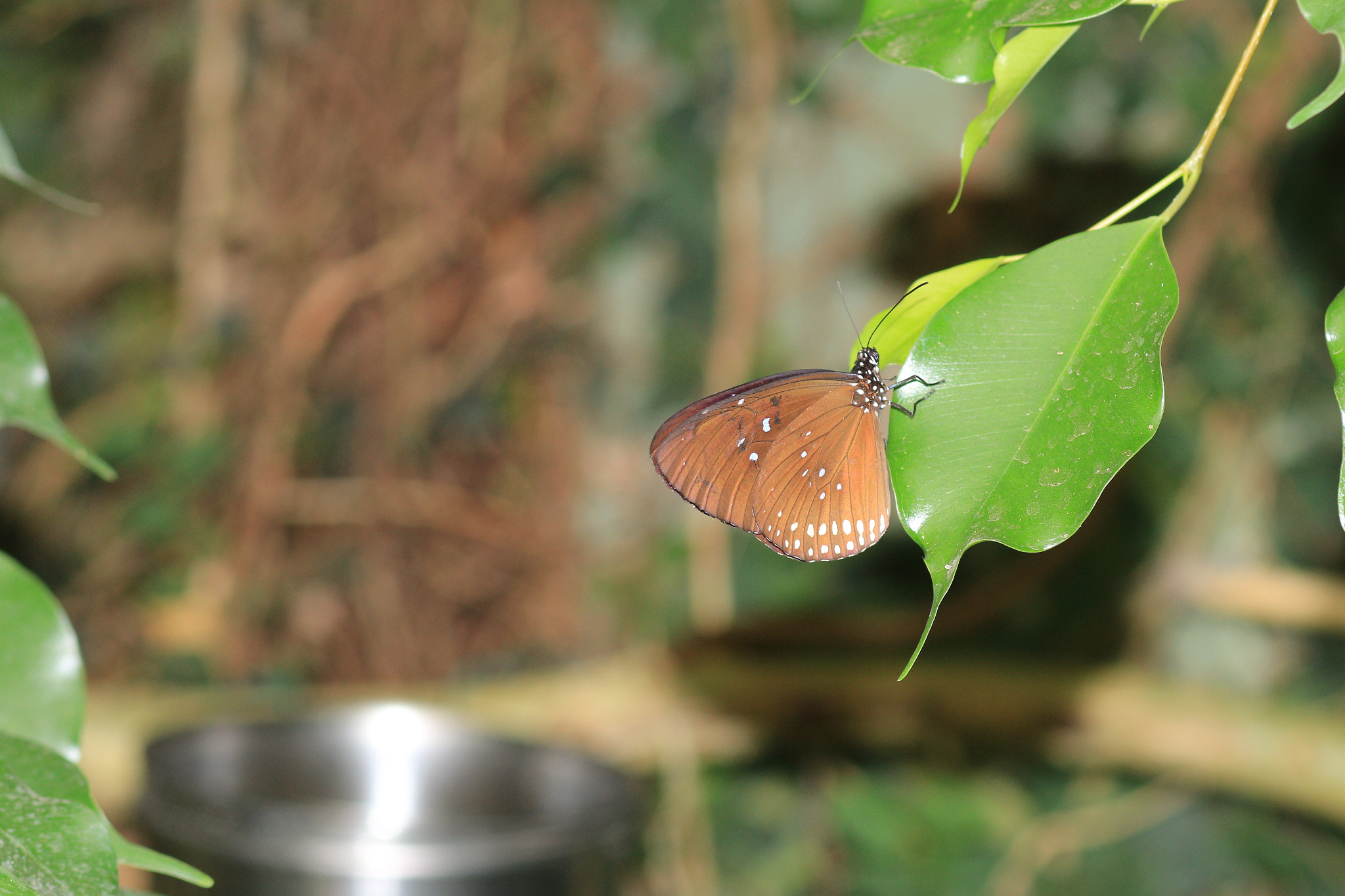 Canon EOS 70D + Canon EF 100mm F2.8 Macro USM sample photo. Butterfly3 photography