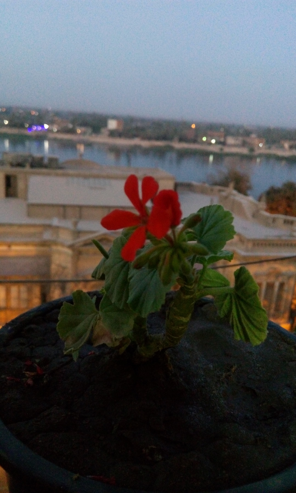 HTC DESIRE 816G DUAL SIM sample photo. My happiness photography